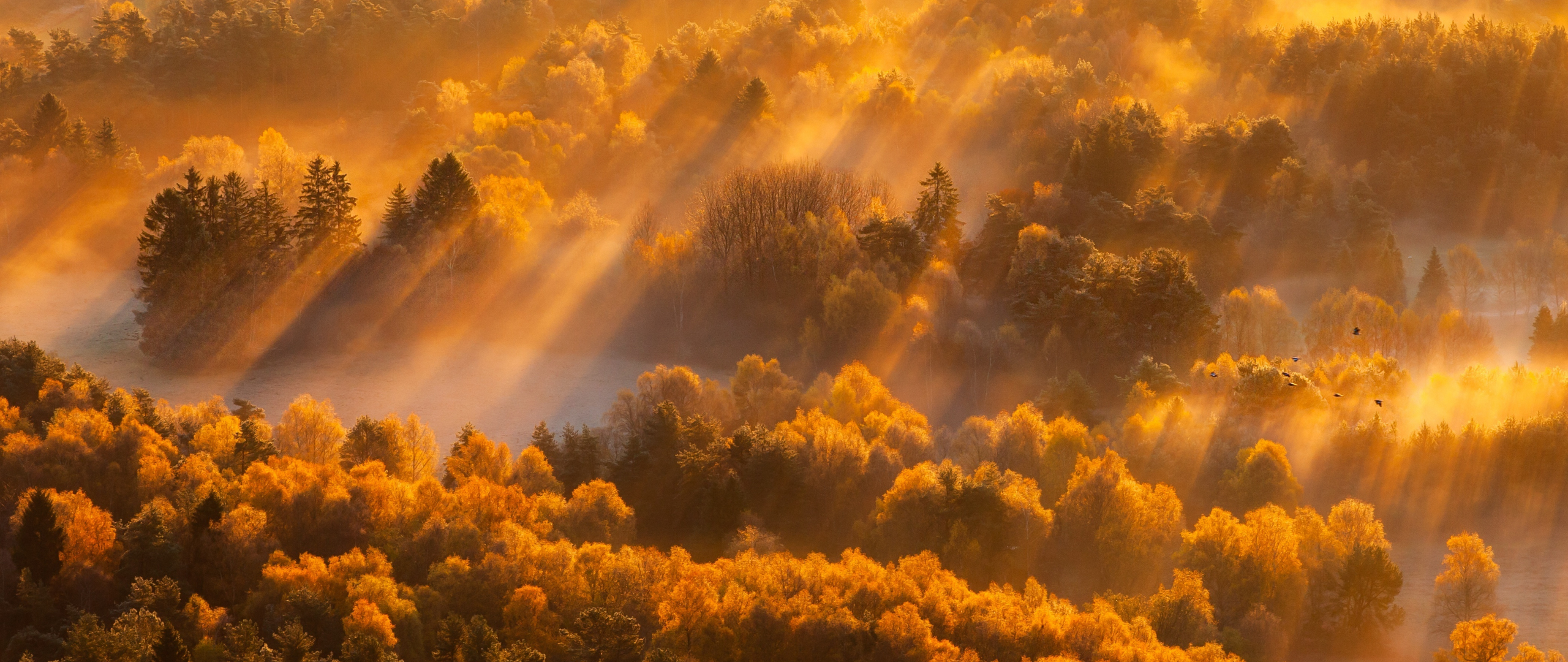 Download wallpaper 2560x1080 sun lights, autumn, trees, nature, dual wide 2560x1080 HD background, 16320