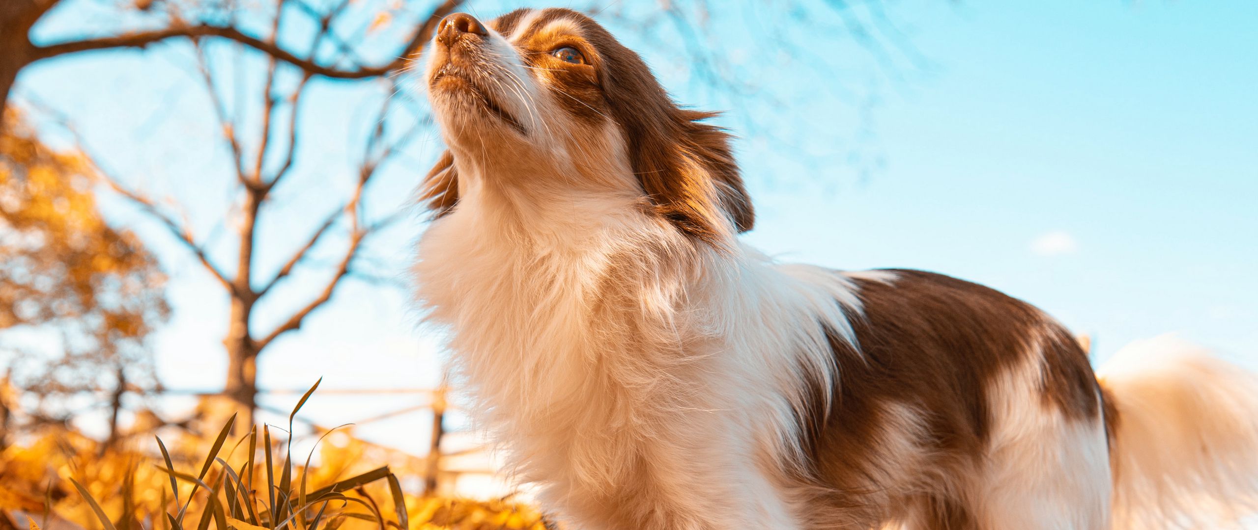 dog, pet, fluffy, leaves, autumn wallpaper, background dual wide 1080p