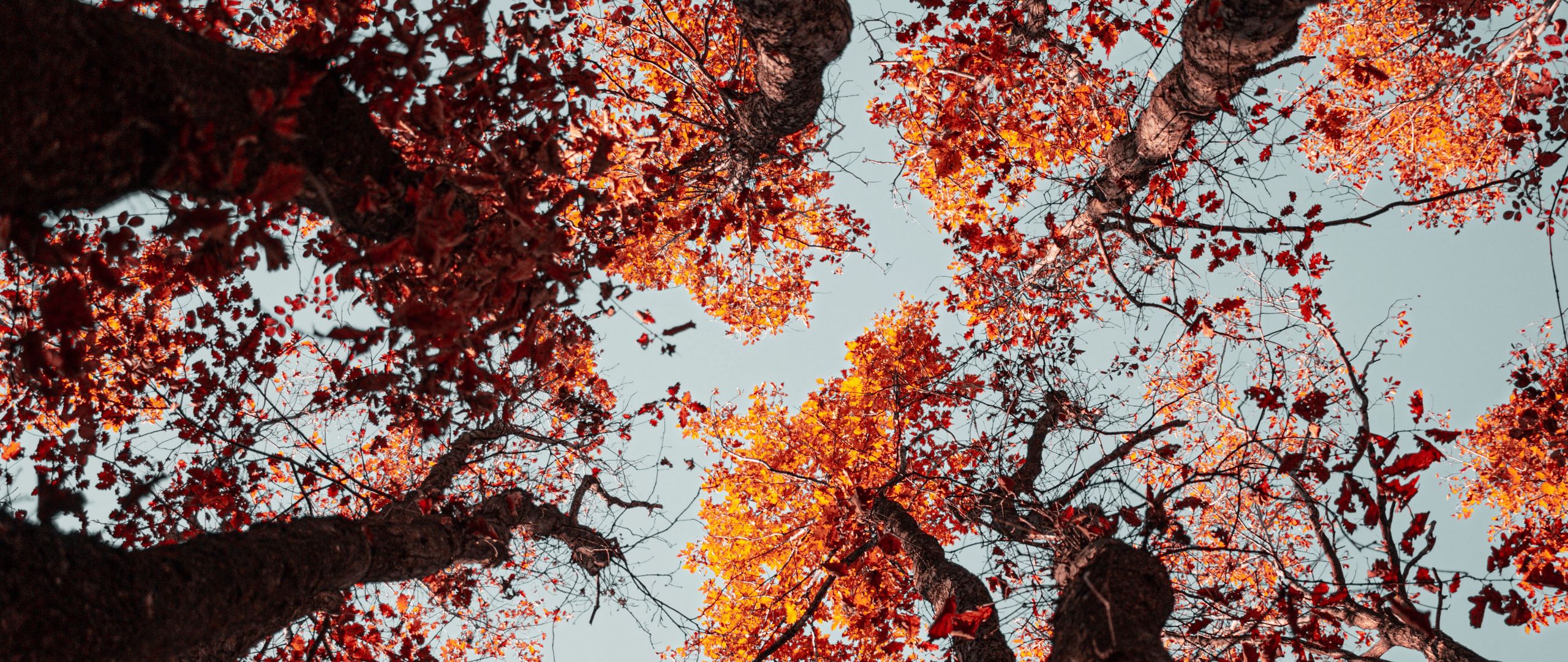 Download wallpaper 2560x1080 trees, sky, autumn, nature dual wide 1080p HD background