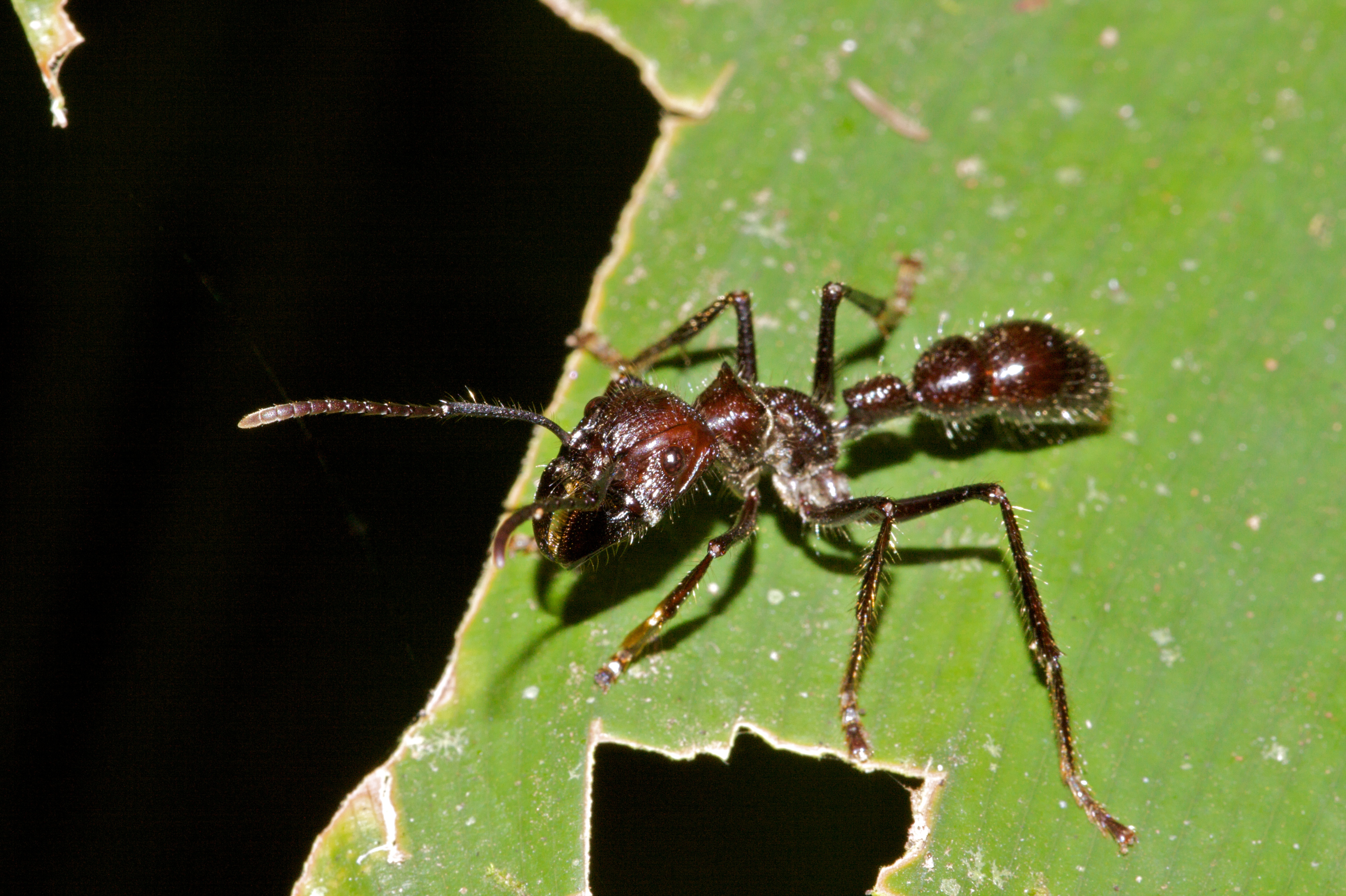 Bullet Ant