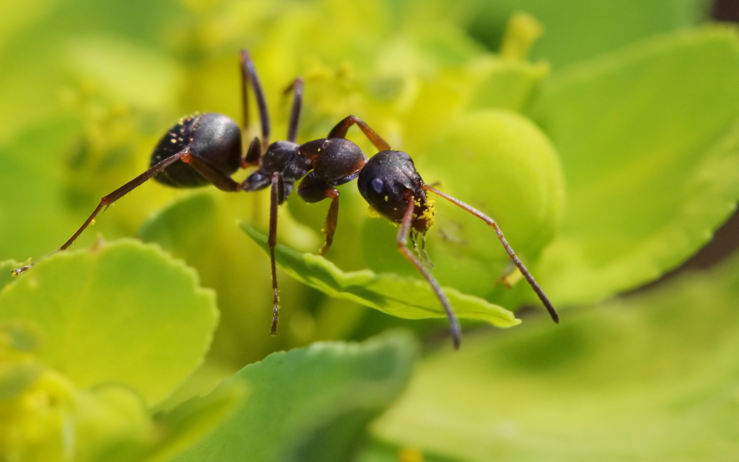 Latest Ant iPhone HD Wallpapers  iLikeWallpaper