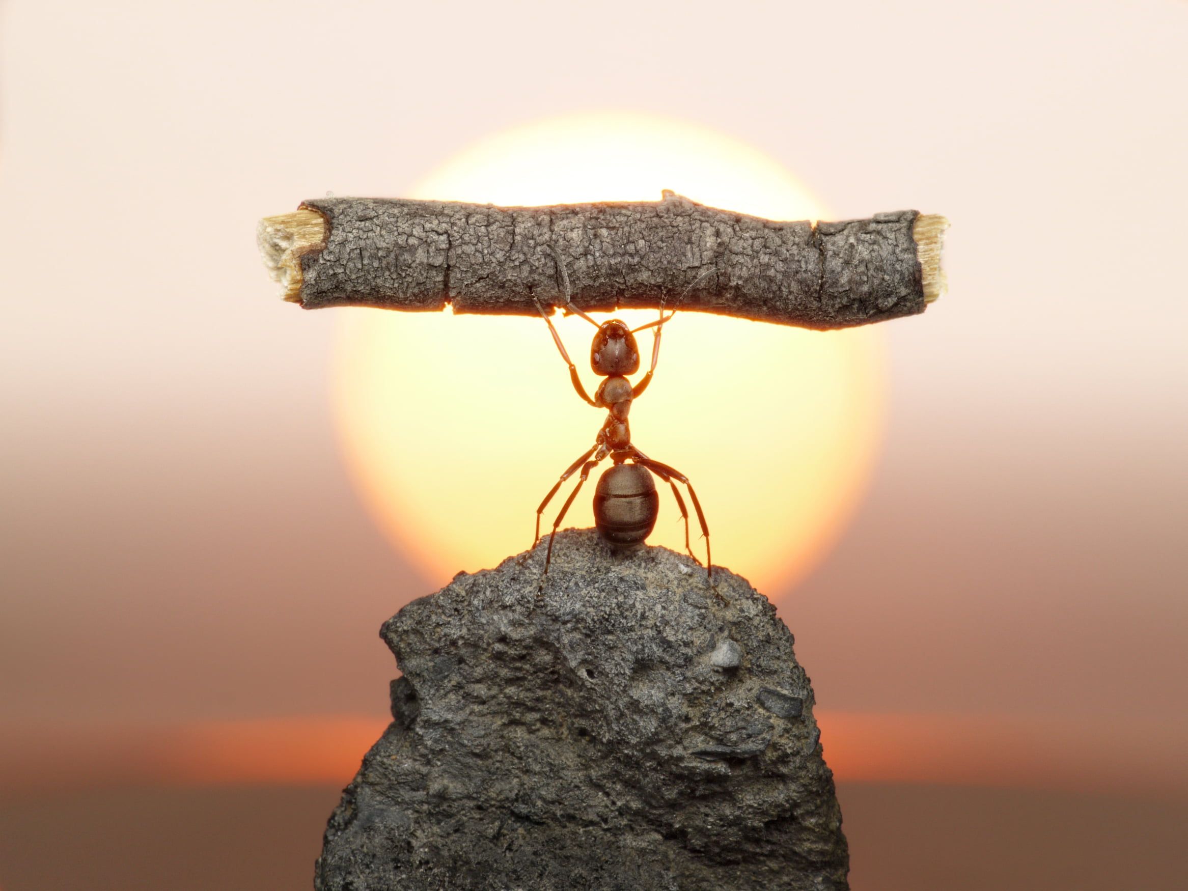 red fire ant the sun #macro #sunset #stone #ant #insect #log #strongman Wallpaper from lolita777 P #wallpaper #hdwallpaper. Ants, Love and light, Mind blown