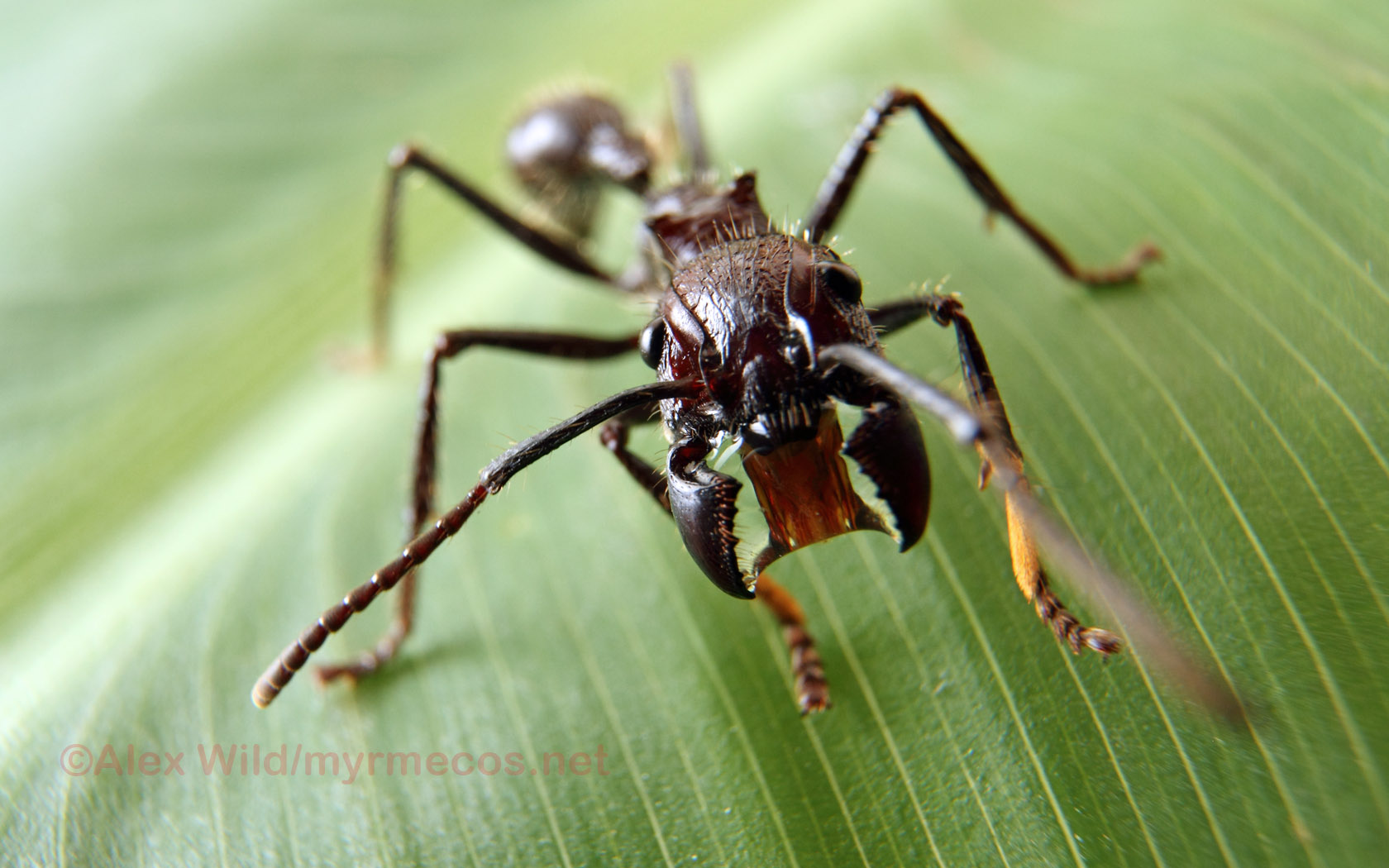 The Bullet Ant: Worst Sting In The World • Lazer Horse