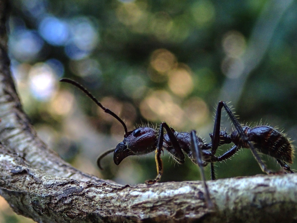 Bullet ant (Costa Rica Insects) · iNaturalist