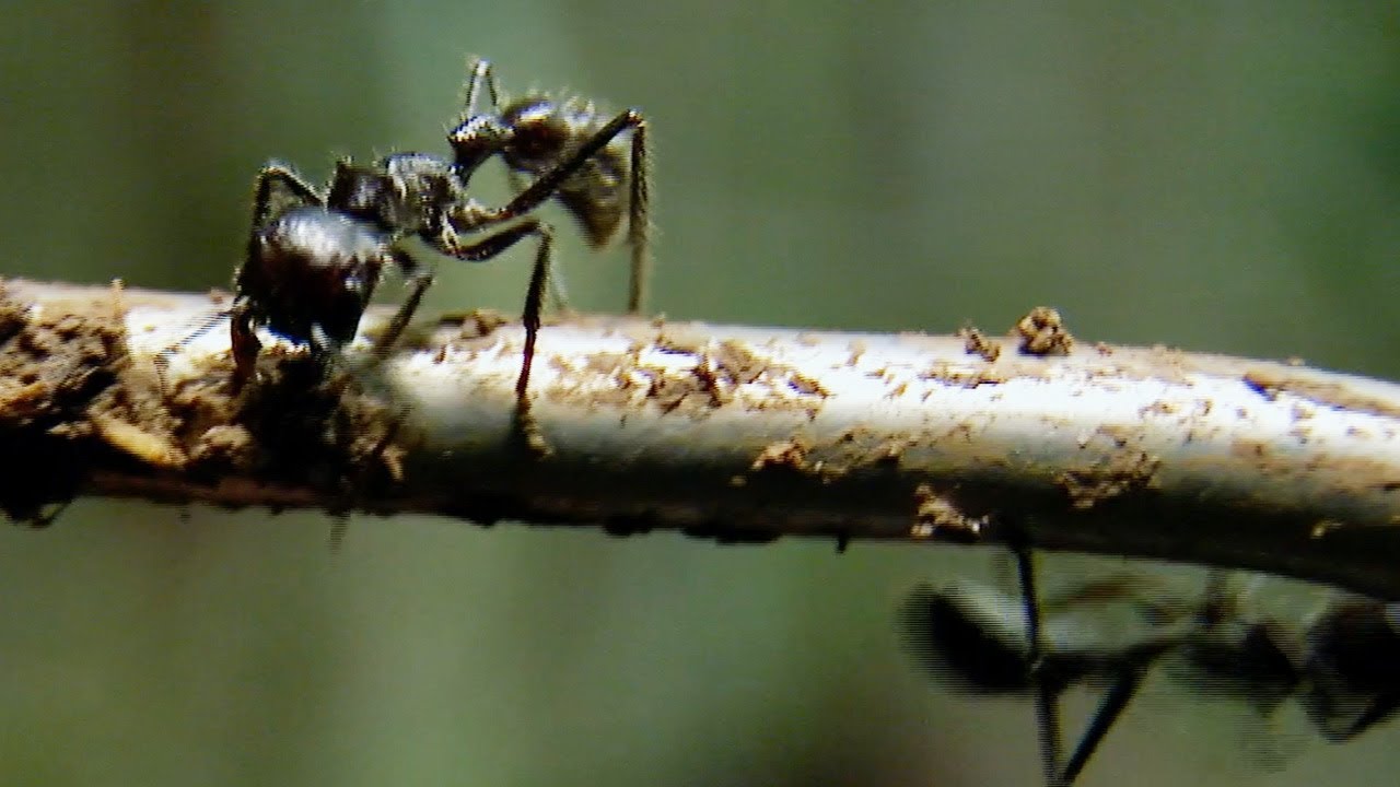What Happens When You're Stung by Bullet Ants?