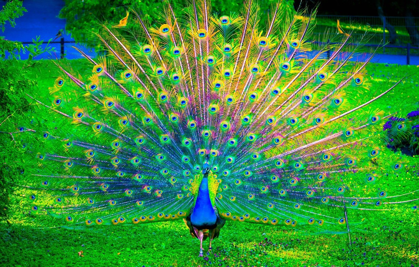 Wallpaper nature, birds, color, peacock image for desktop, section животные