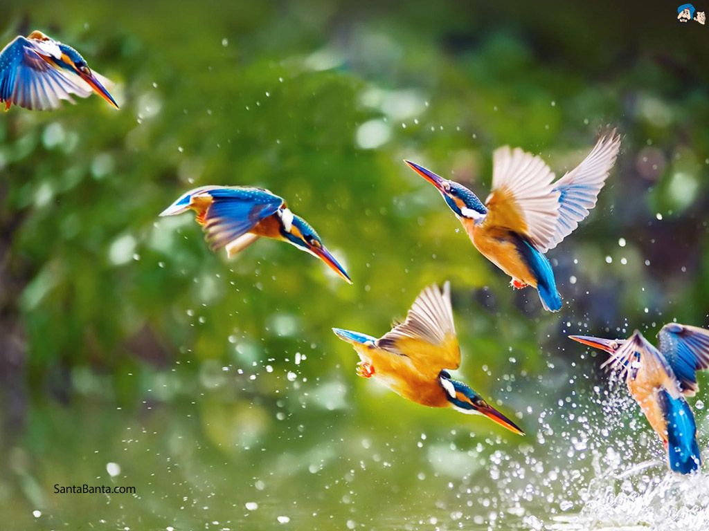 New Nature Wallpaper. Bird wallpaper, Kingfisher bird, Bird