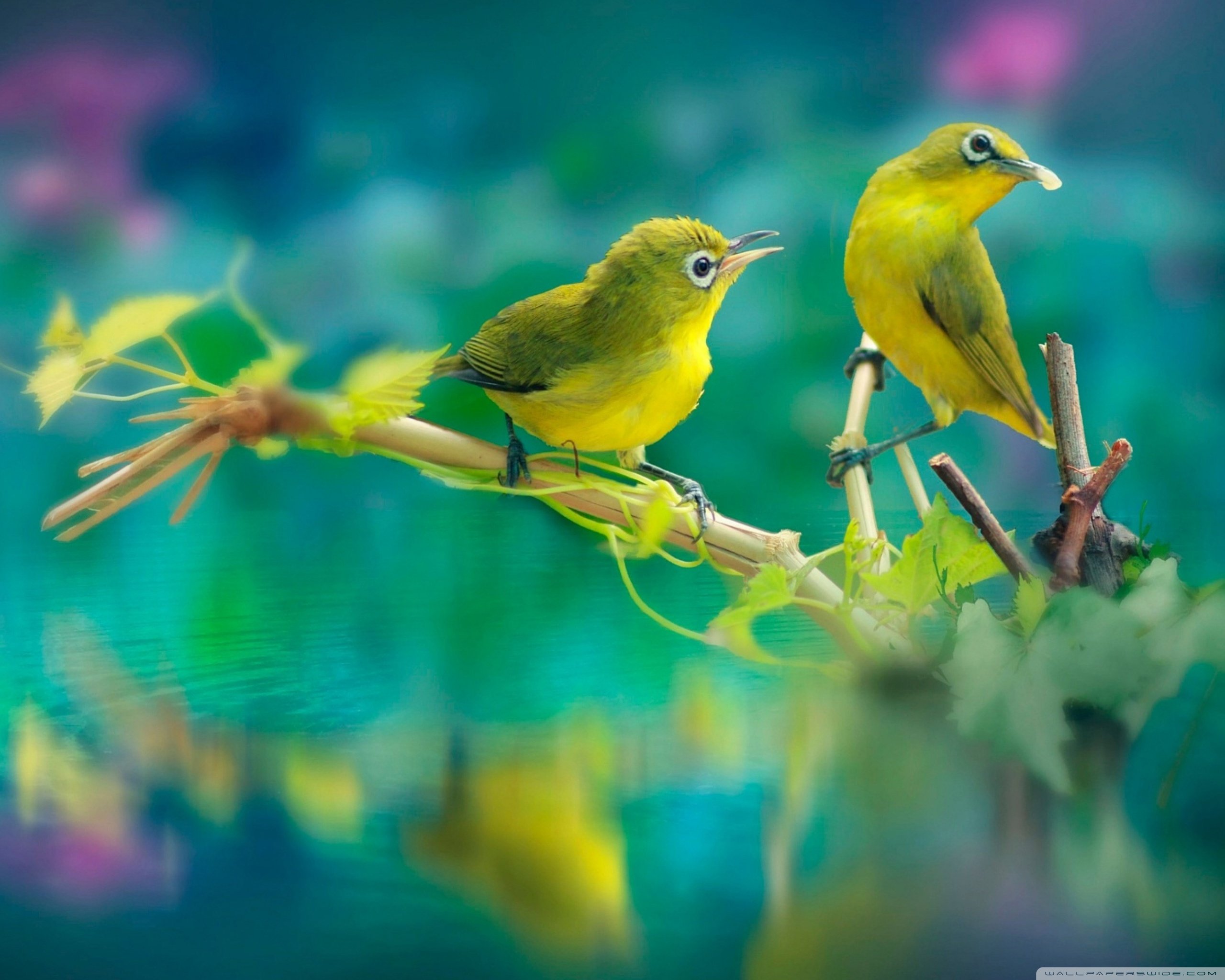 Nature Birds Ultra HD Desktop Background Wallpaper for 4K UHD TV, Widescreen & UltraWide Desktop & Laptop, Tablet