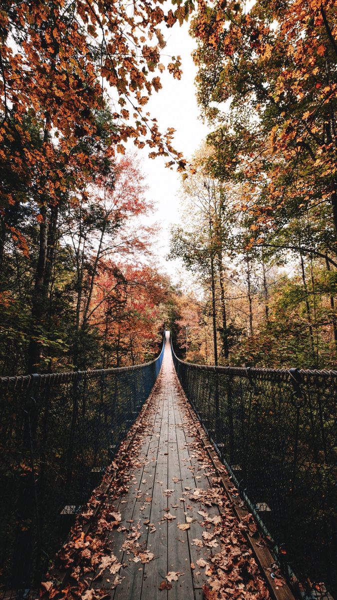 brown forest background