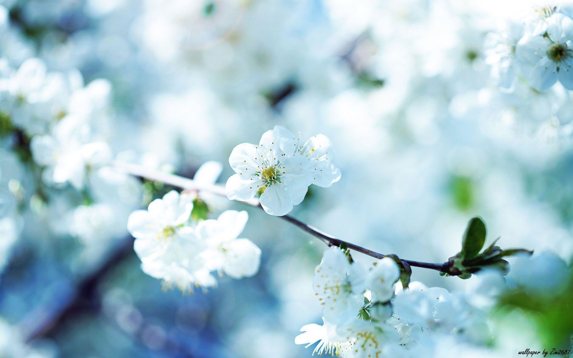 Pretty Flowers Background