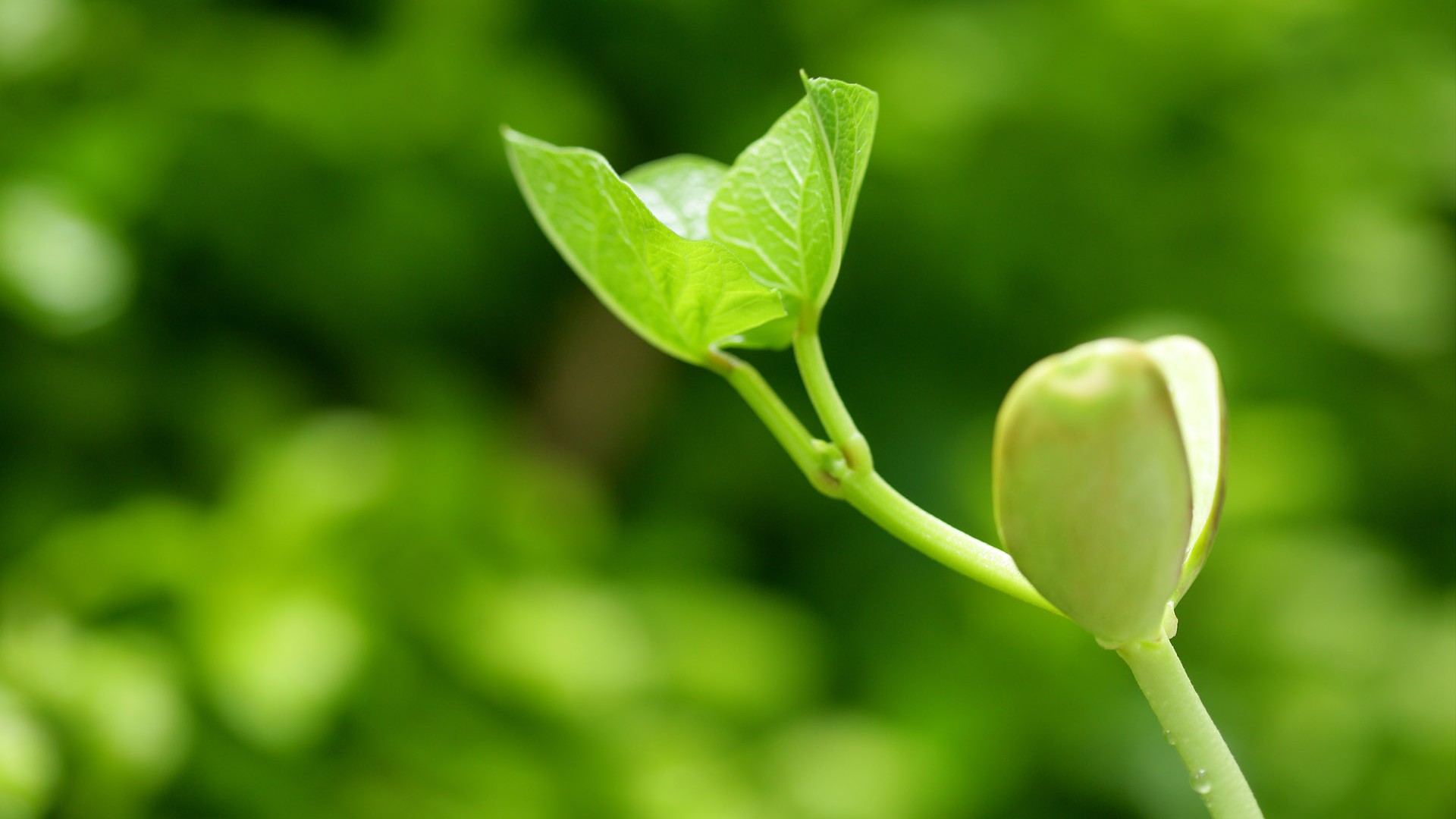 Pretty Plant Wallpaper