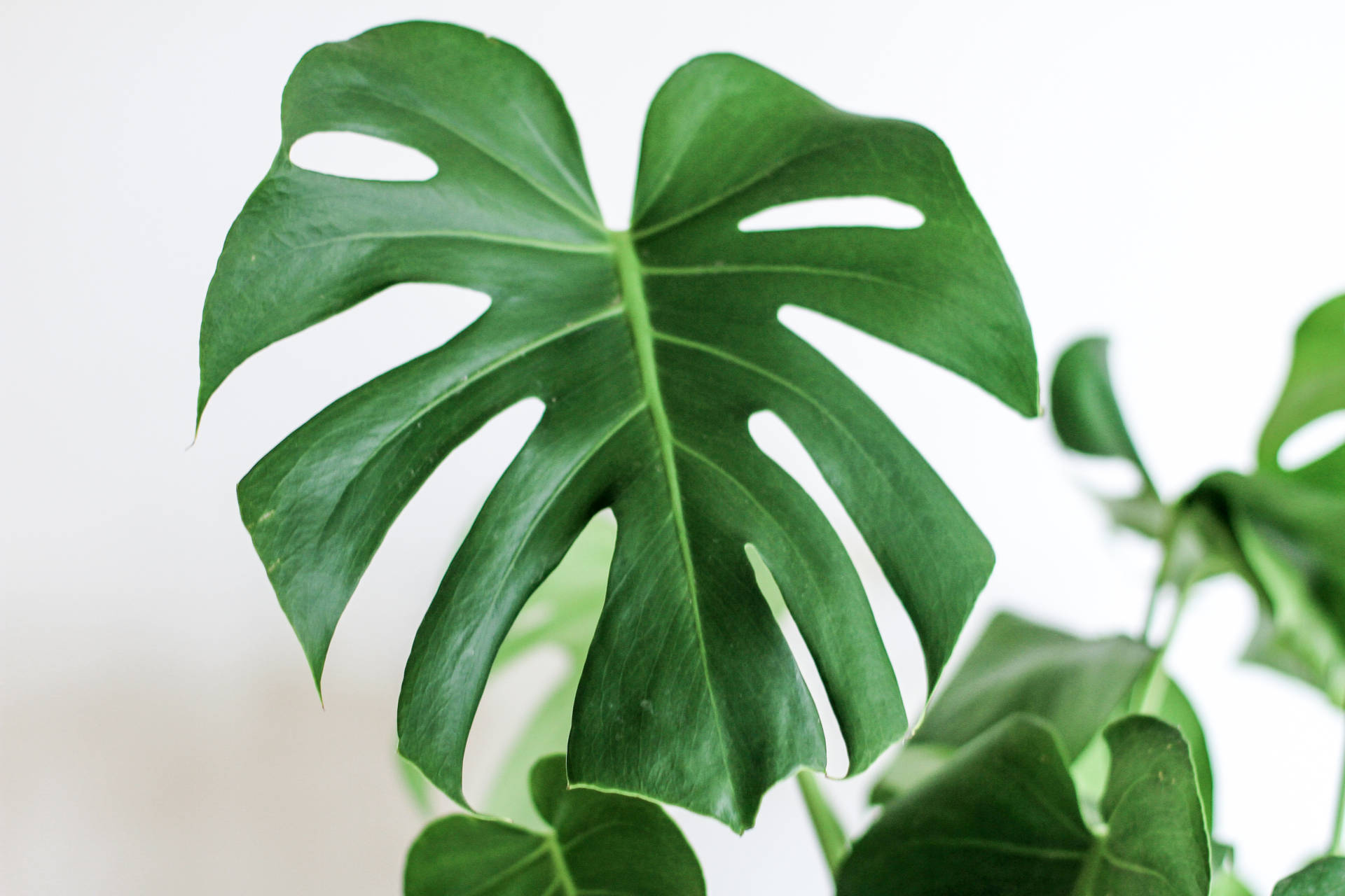 Download Lovely Monstera Plant Wallpaper