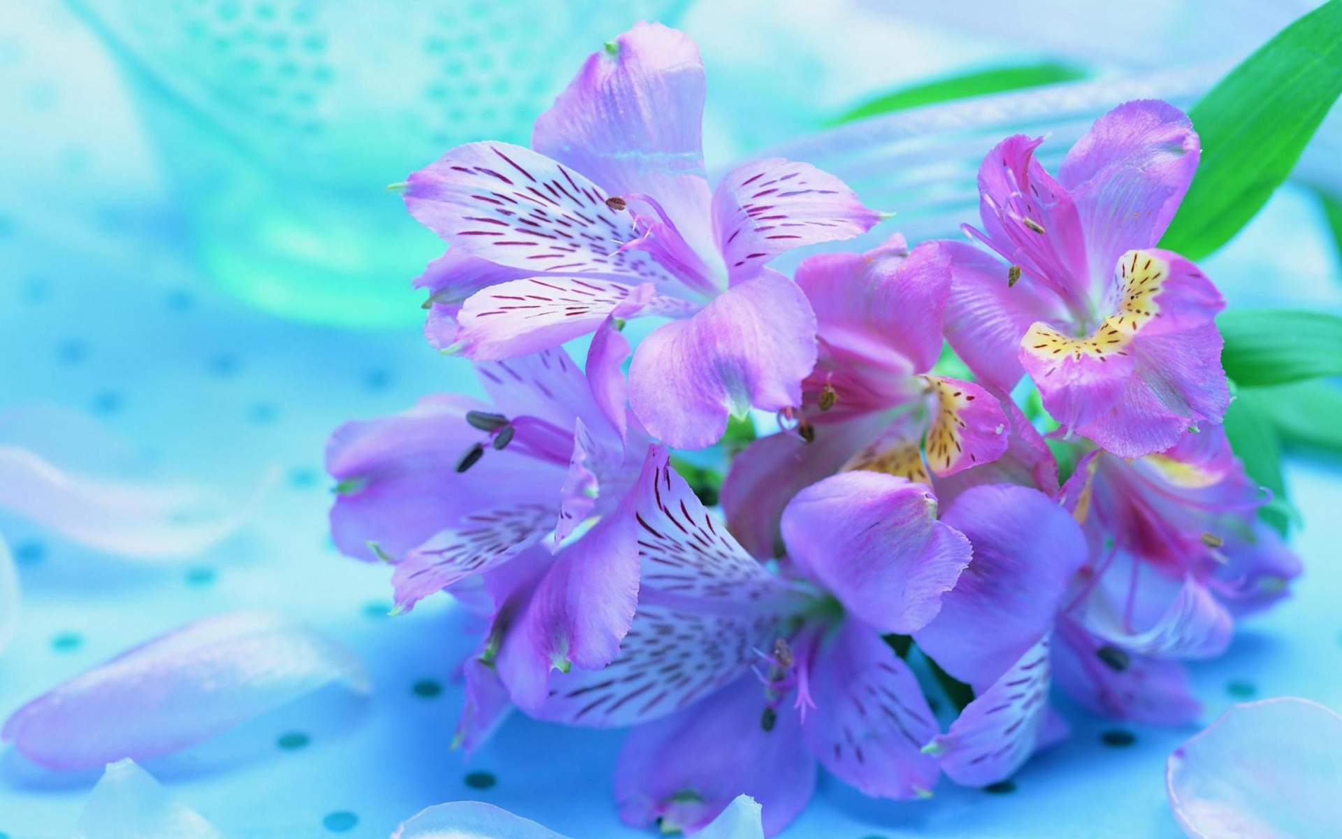 Beautiful Flowers Wallpaper