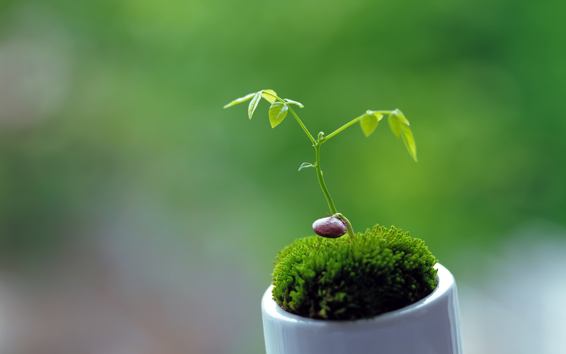 Cute Plant Wallpaper
