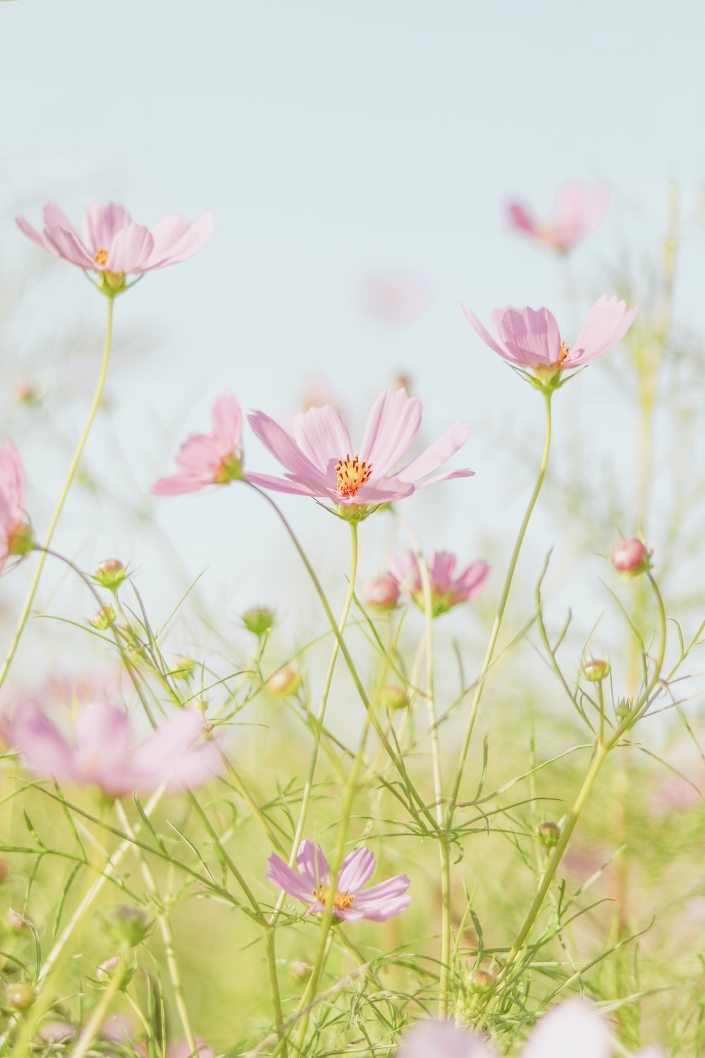 Spring Wallpaper: Free HD Download [HQ]