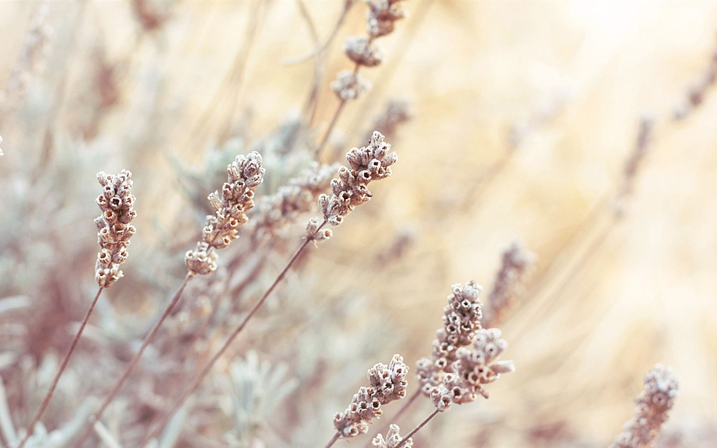 Bright depth of field plants Mac Wallpaper Download