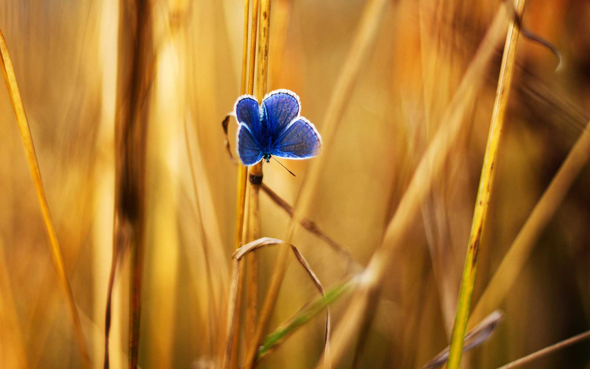 Lovely Dry Plants Wallpaper
