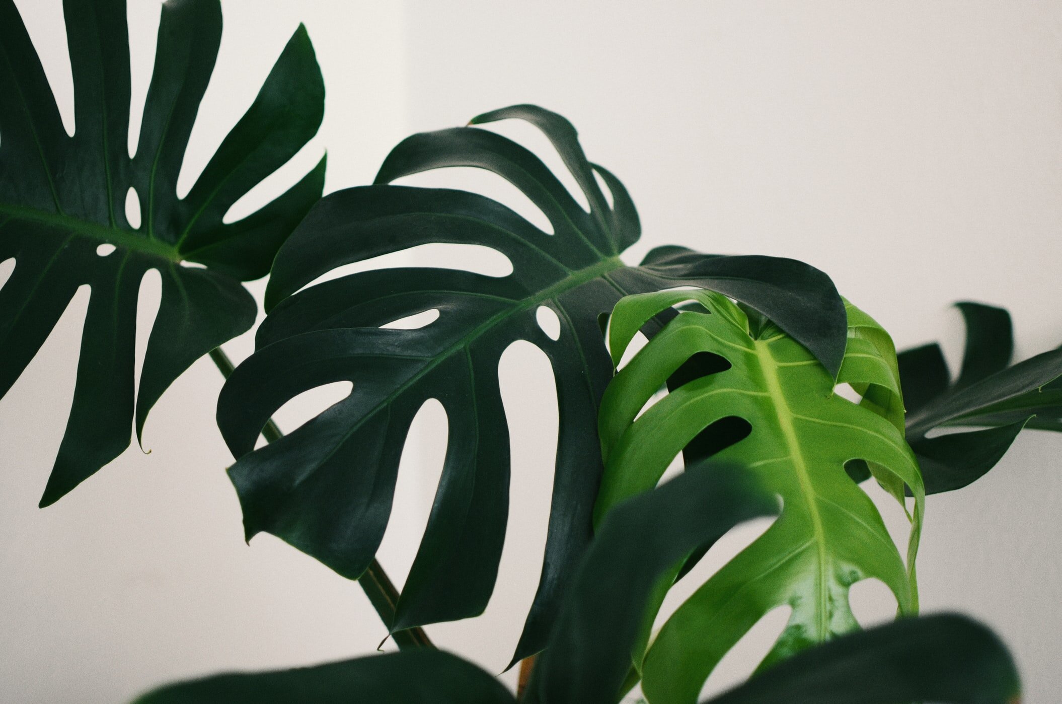 What Your Plants Say About You Banff Florist Mountaintop Flowers