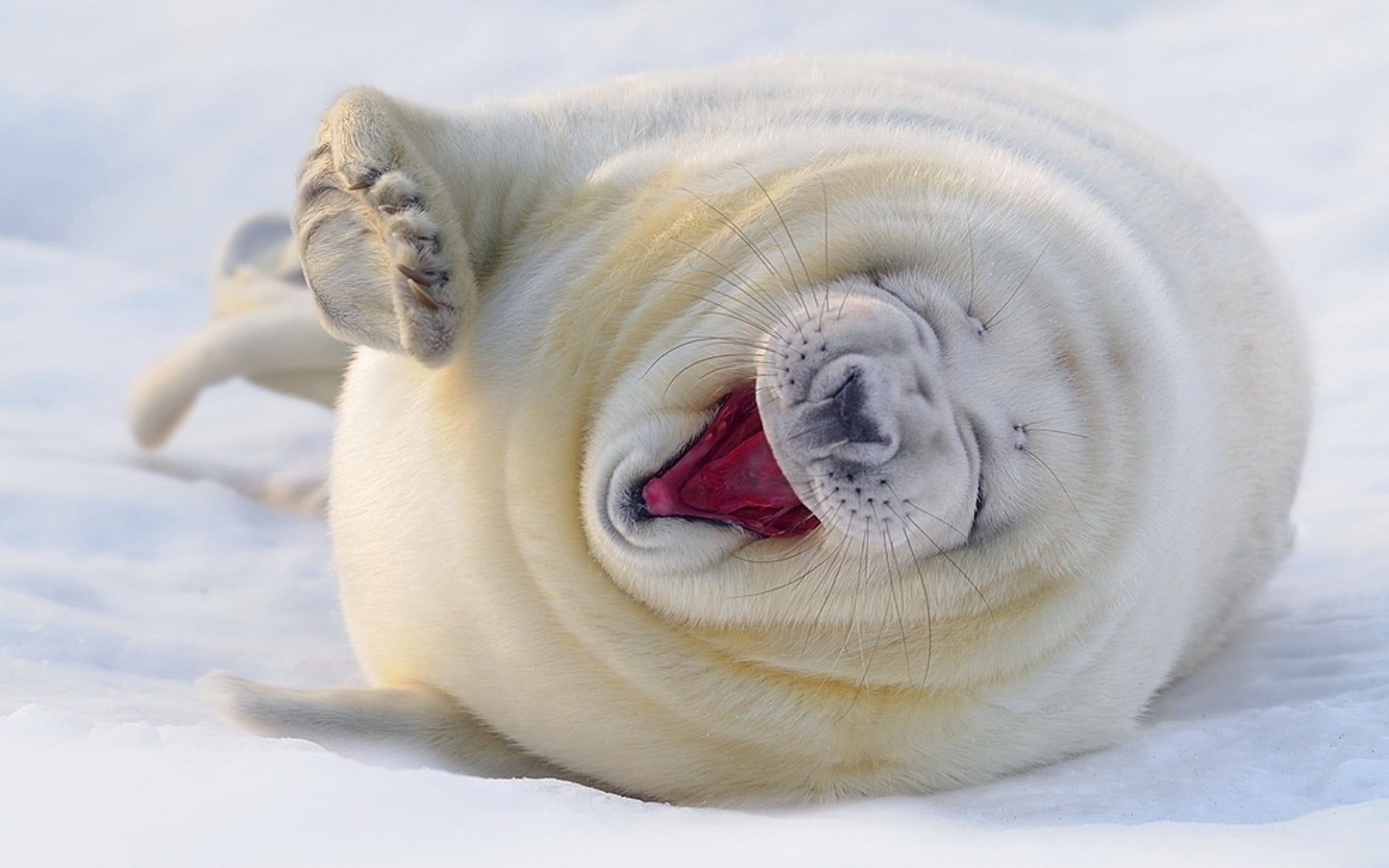 Cute Seals Wallpaper Free Cute Seals Background
