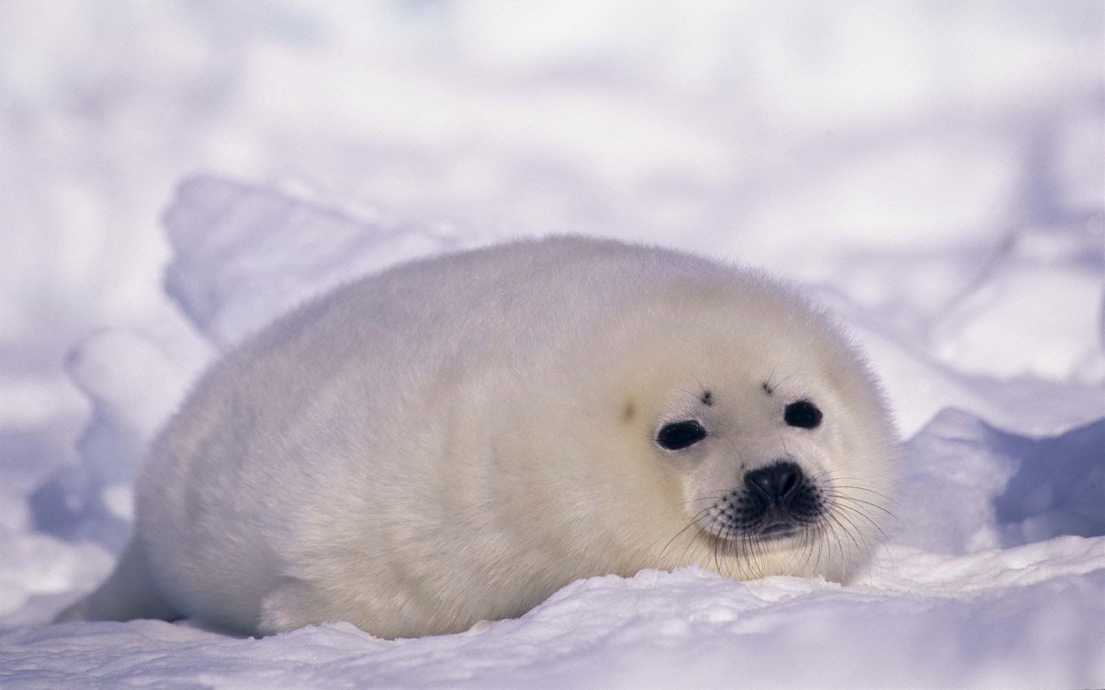 Kawaii seal | Cute seals, Baby seal, Baby animals