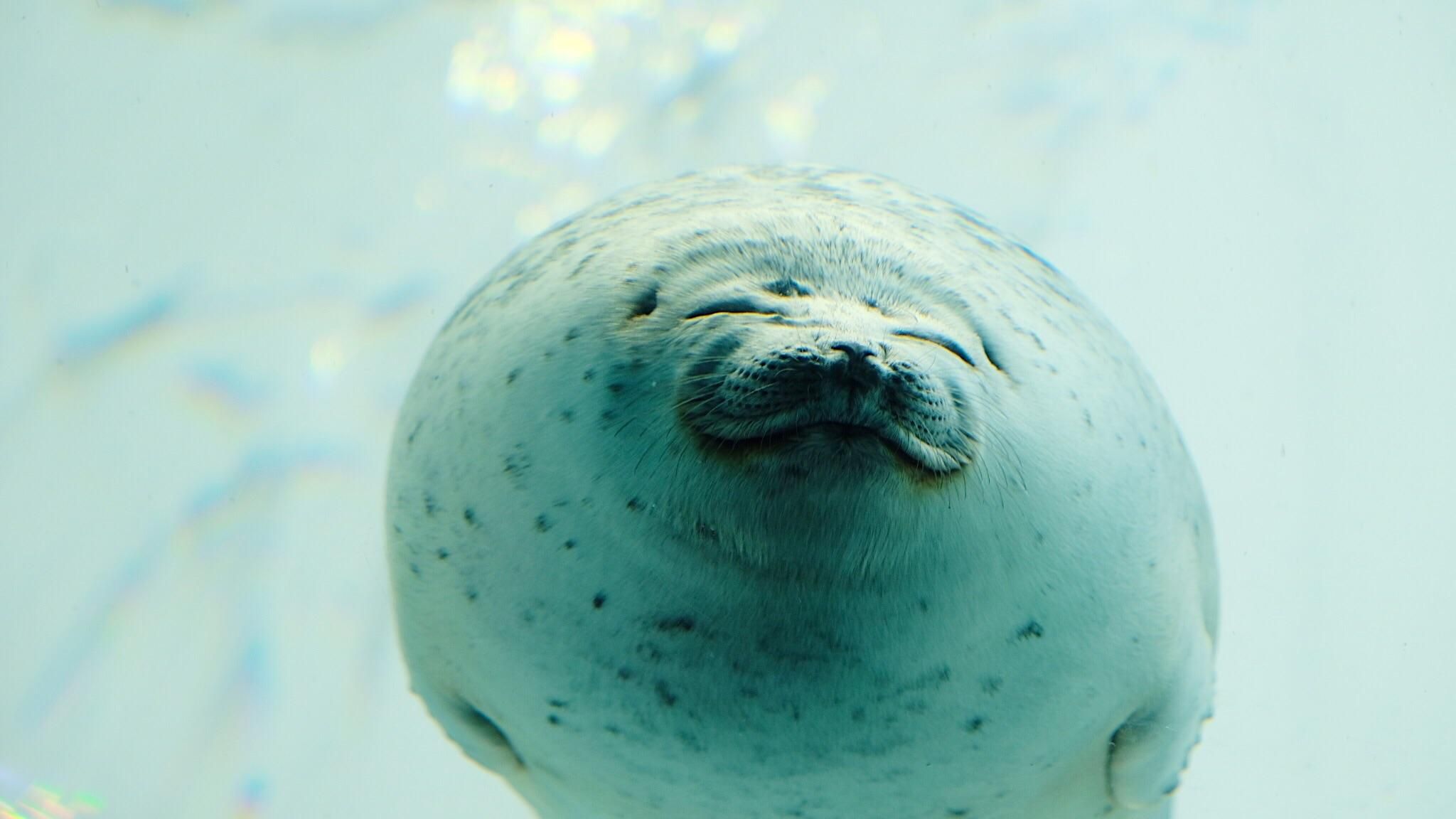 Caught this sea dog just straight chillen at Kaiyukan Osaka Aquarium. Cute animals, Funny animals, Cute seals