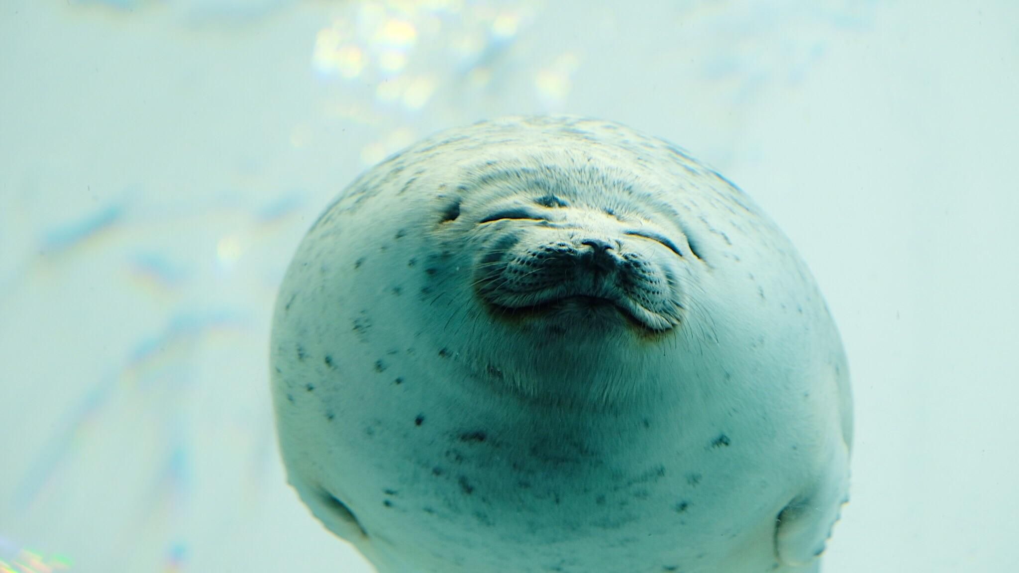 Fat Seal Wallpapers Wallpaper Cave