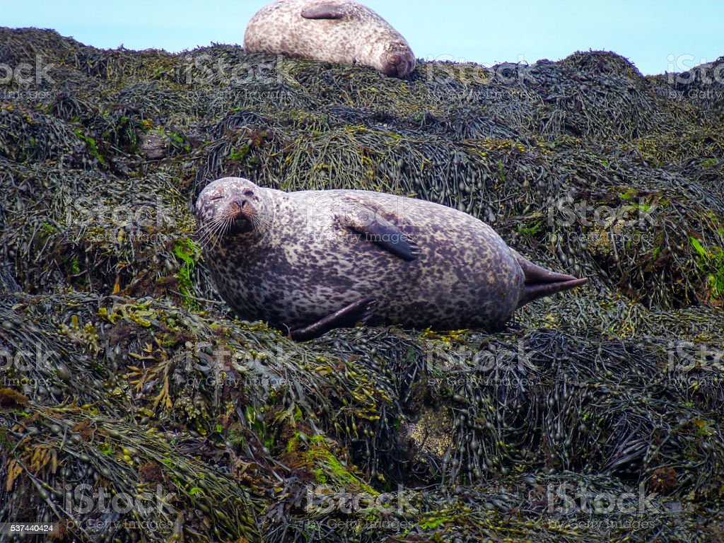 Two Fat Wild Harbour Seals On Kelp One Winking Scotland Image Now