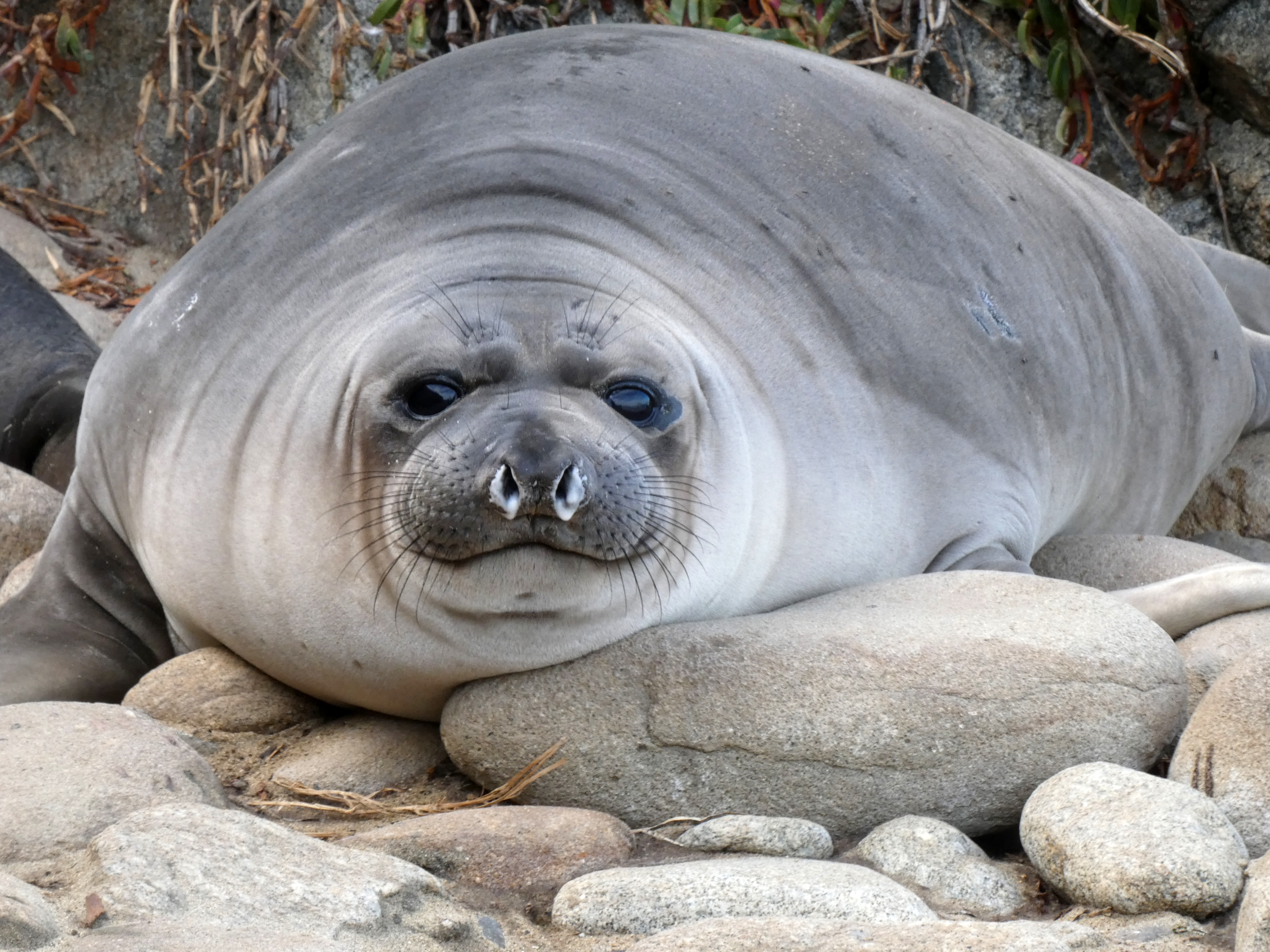 Weekly Elephant Seal Monitoring Update: March 2022 (U.S. National Park Service)