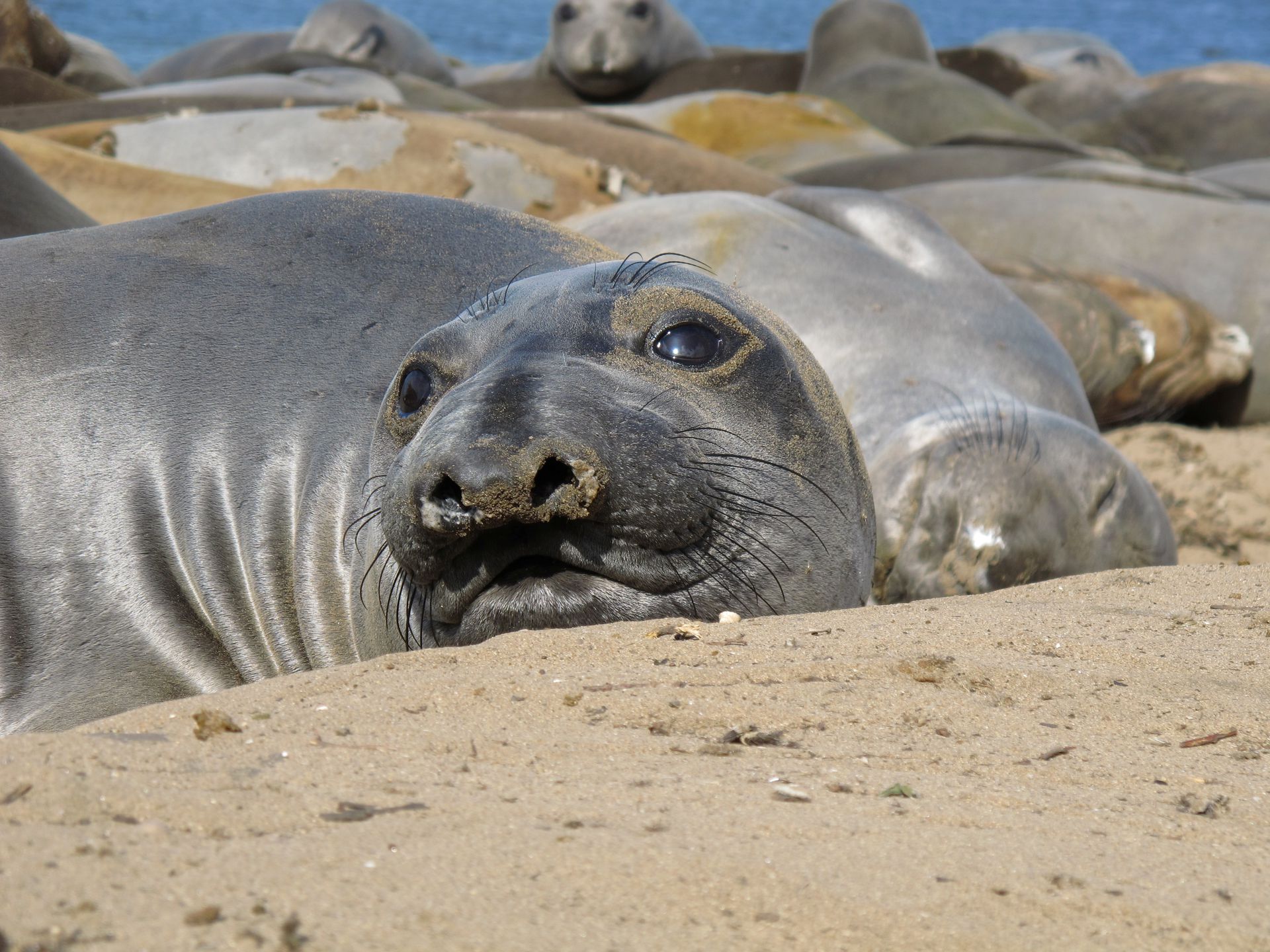 For Deep Diving Elephant Seals, It Takes Lots Of Work To Stay Fat