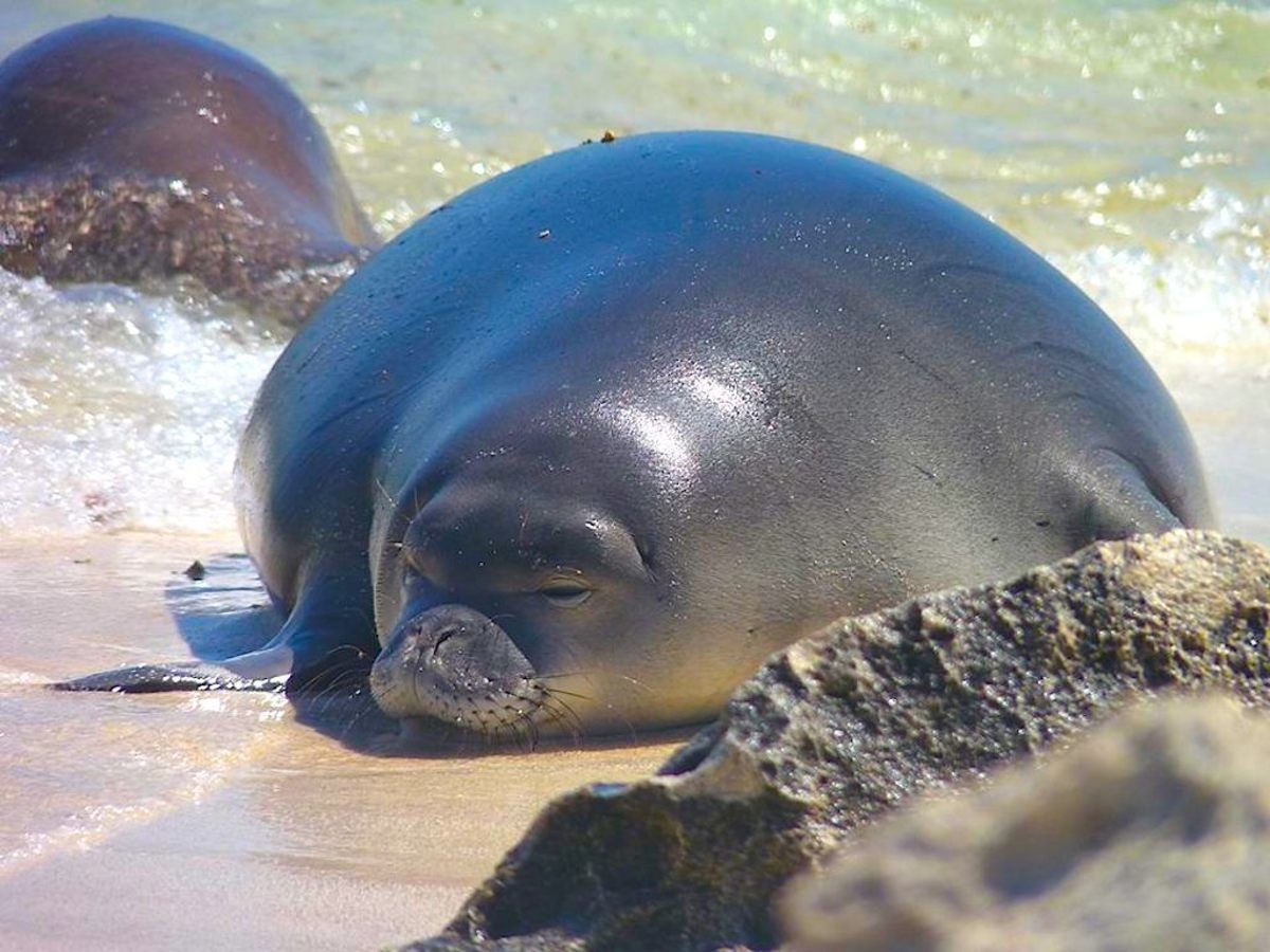 Look at this fat seal