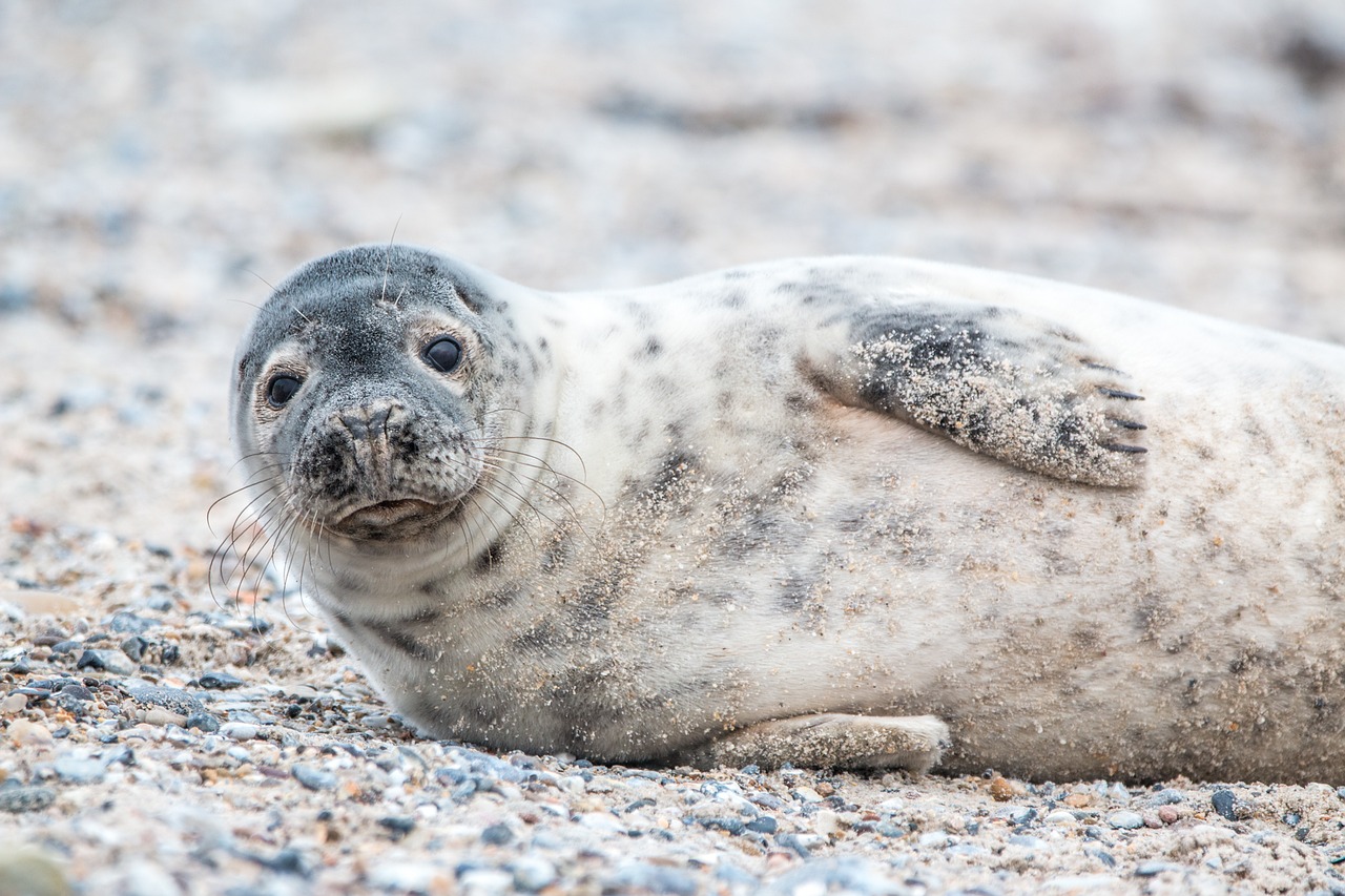 Famous and Cute Seal Names
