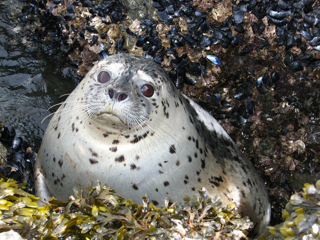Fat Seal in a Small Crack. This poor guy got stuck in this
