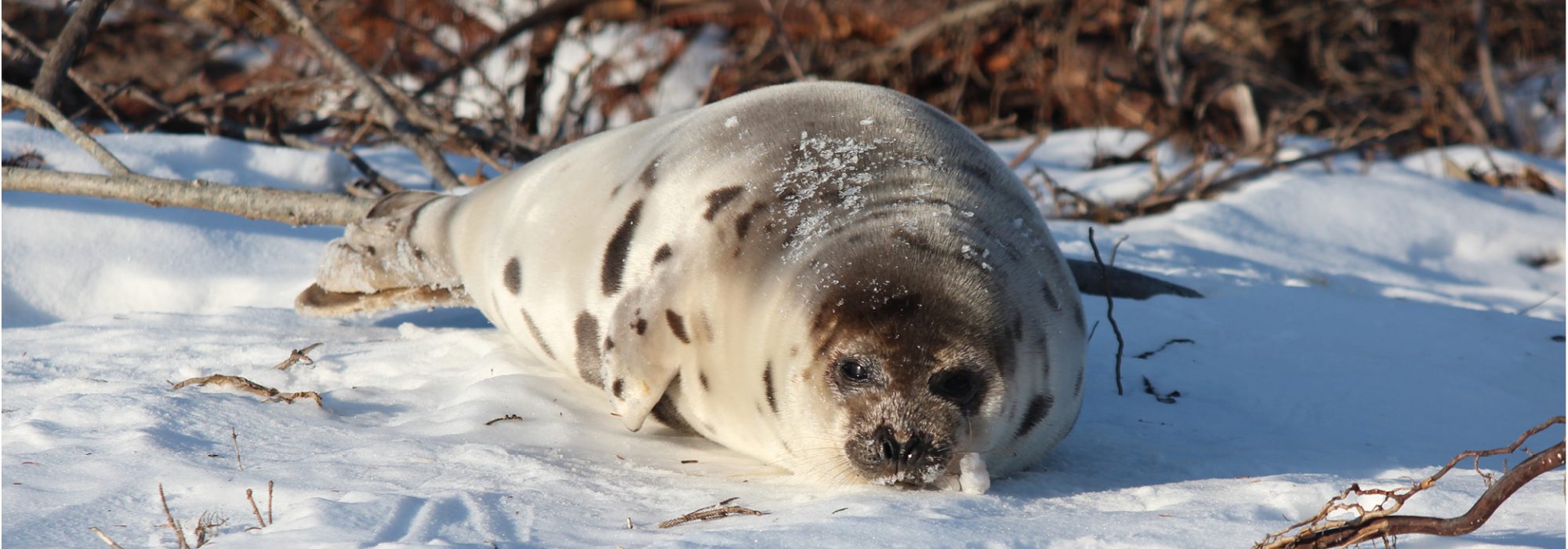 Seal Biology Animal Response Society (MARS)