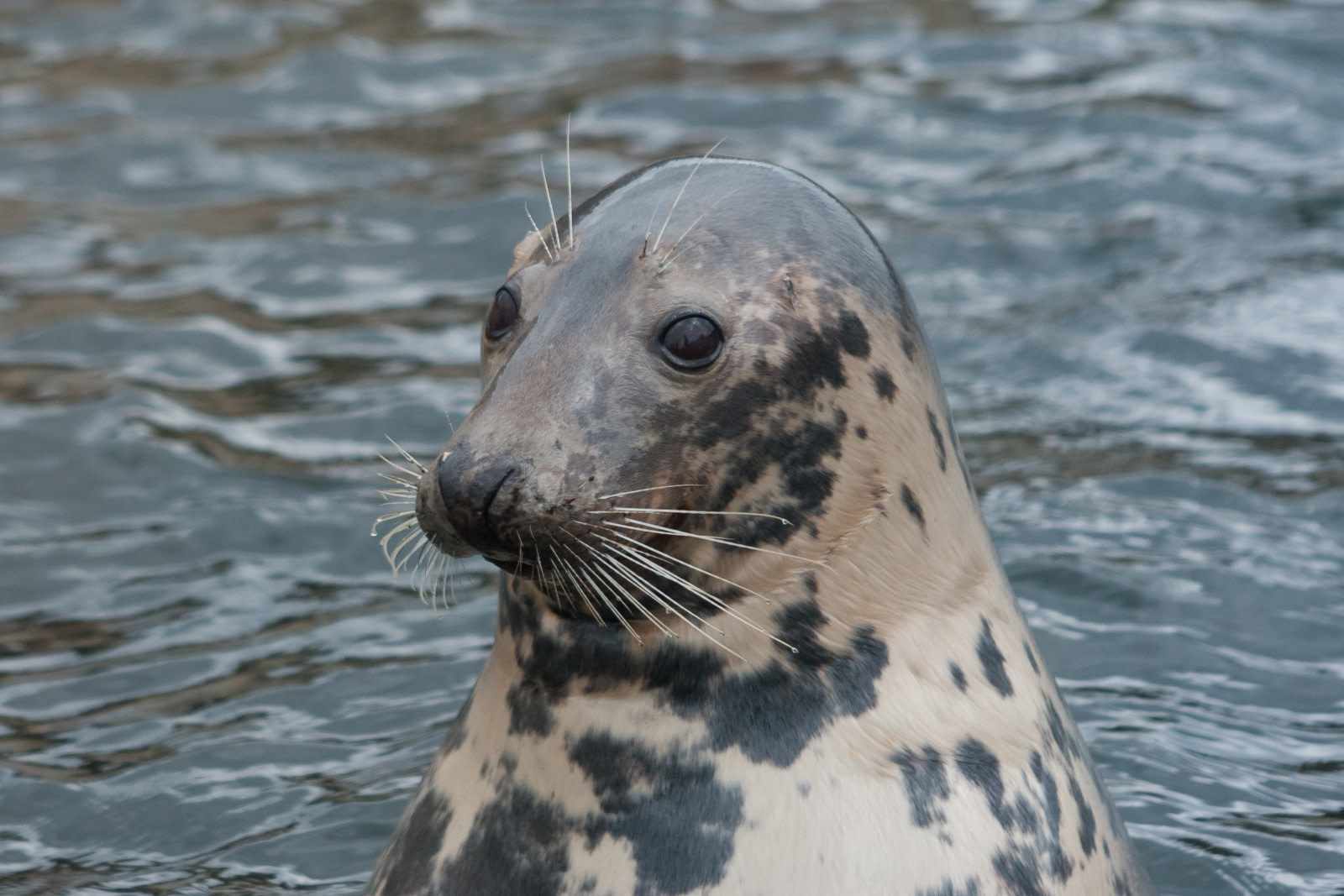 Gray Seal. Facts, picture & more about Gray Seal