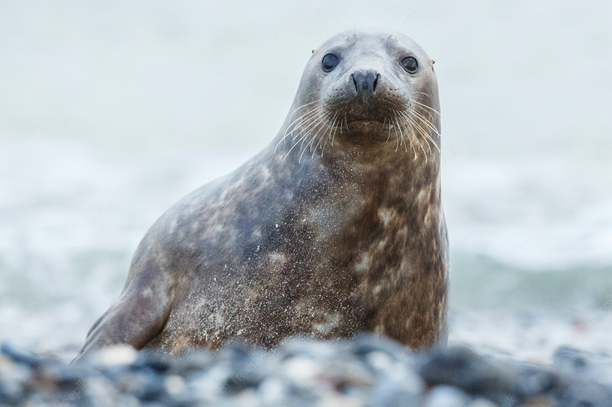 Ocean seal Image. Free Vectors, & PSD