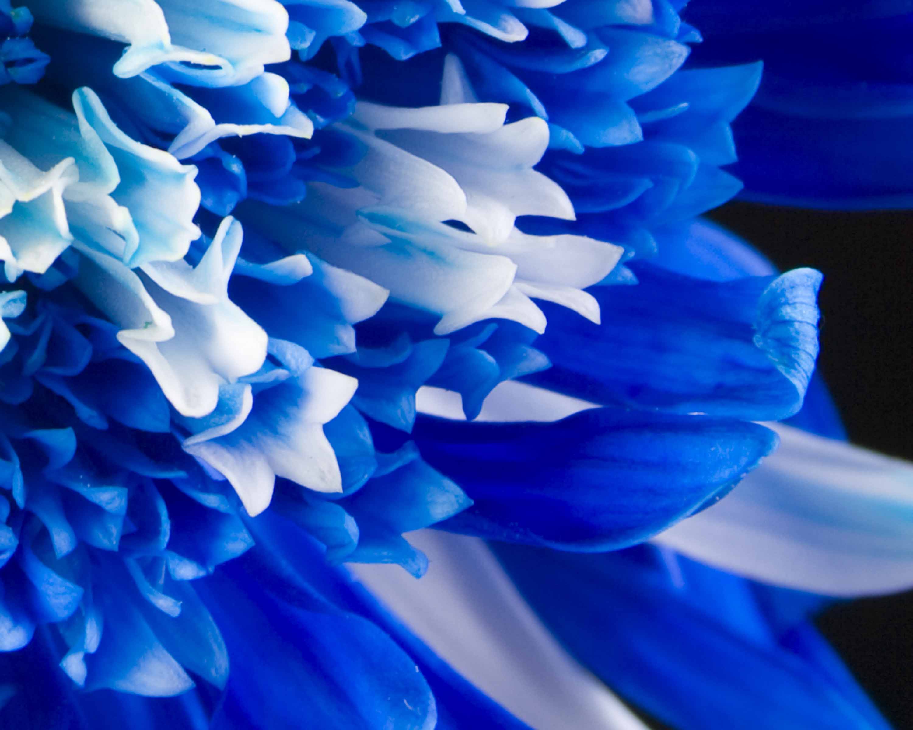 Blue Flowers Wallpaper. HD Background Image. Photo
