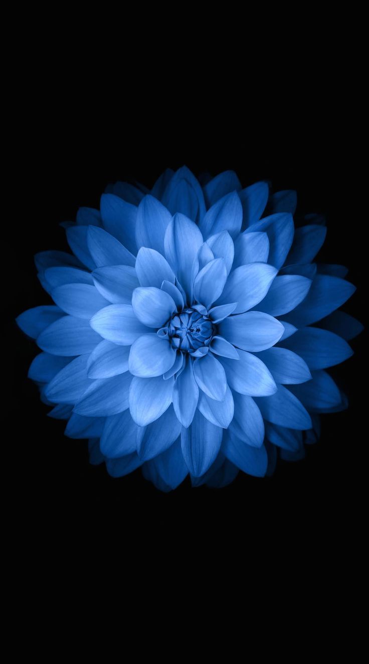 Blue Flower Wallpaper