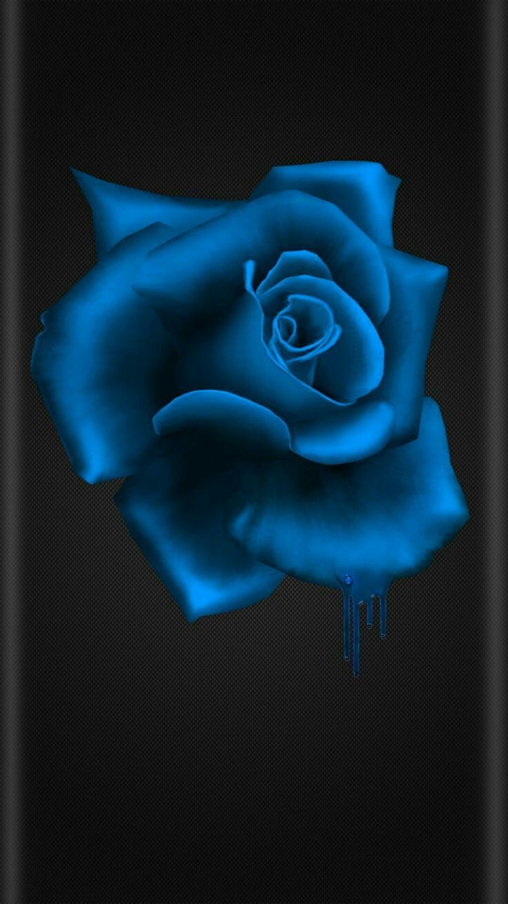 Maravilhosa.a cor que amo muito.. Blue flower wallpaper, Black and blue wallpaper, Blue roses wallpaper