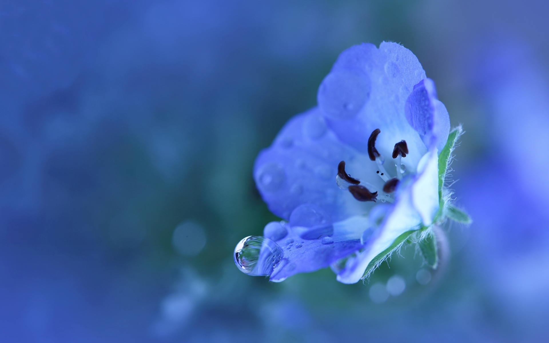 Pretty Blue Flower Wallpaper