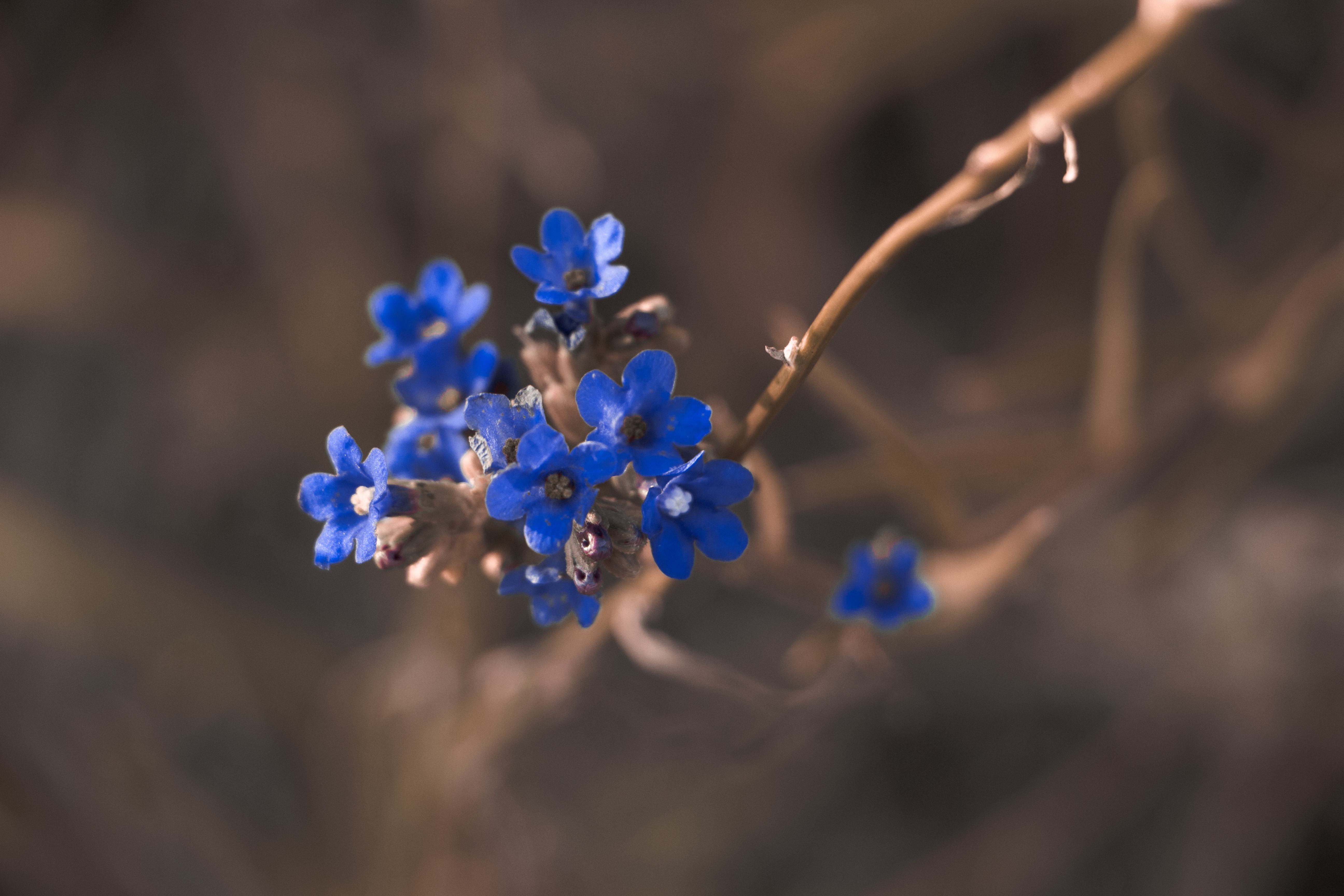 Blue Flowers Photo, Download Free Blue Flowers & HD Image