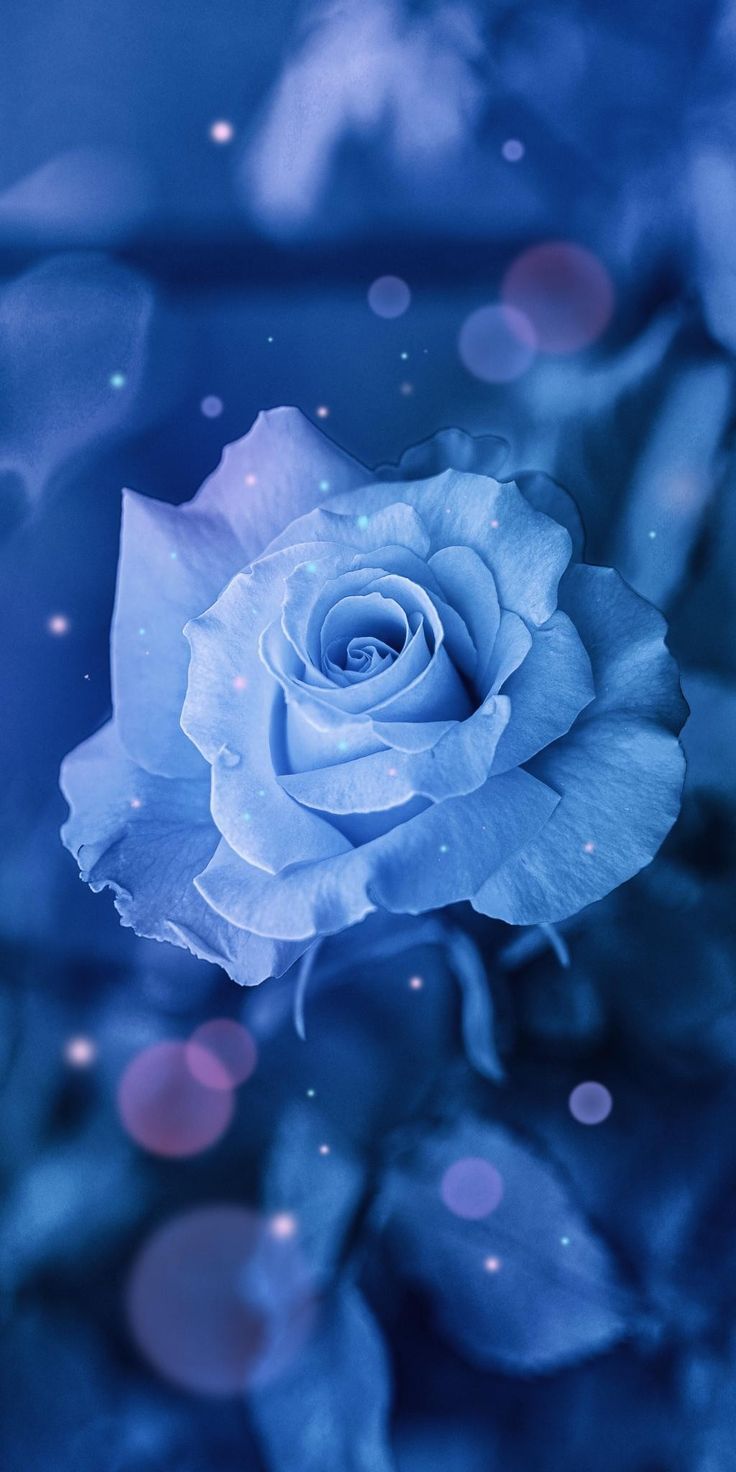 Lovely Blue Flowers Wallpapers - Wallpaper Cave