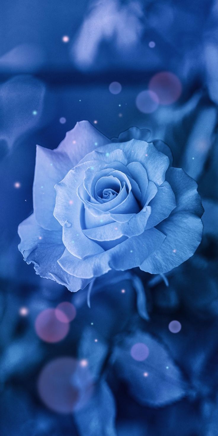 Abstract background. Blue flower wallpaper, Blue roses wallpaper, Flo. Blue roses wallpaper, Blue flower wallpaper, Beautiful flowers wallpaper