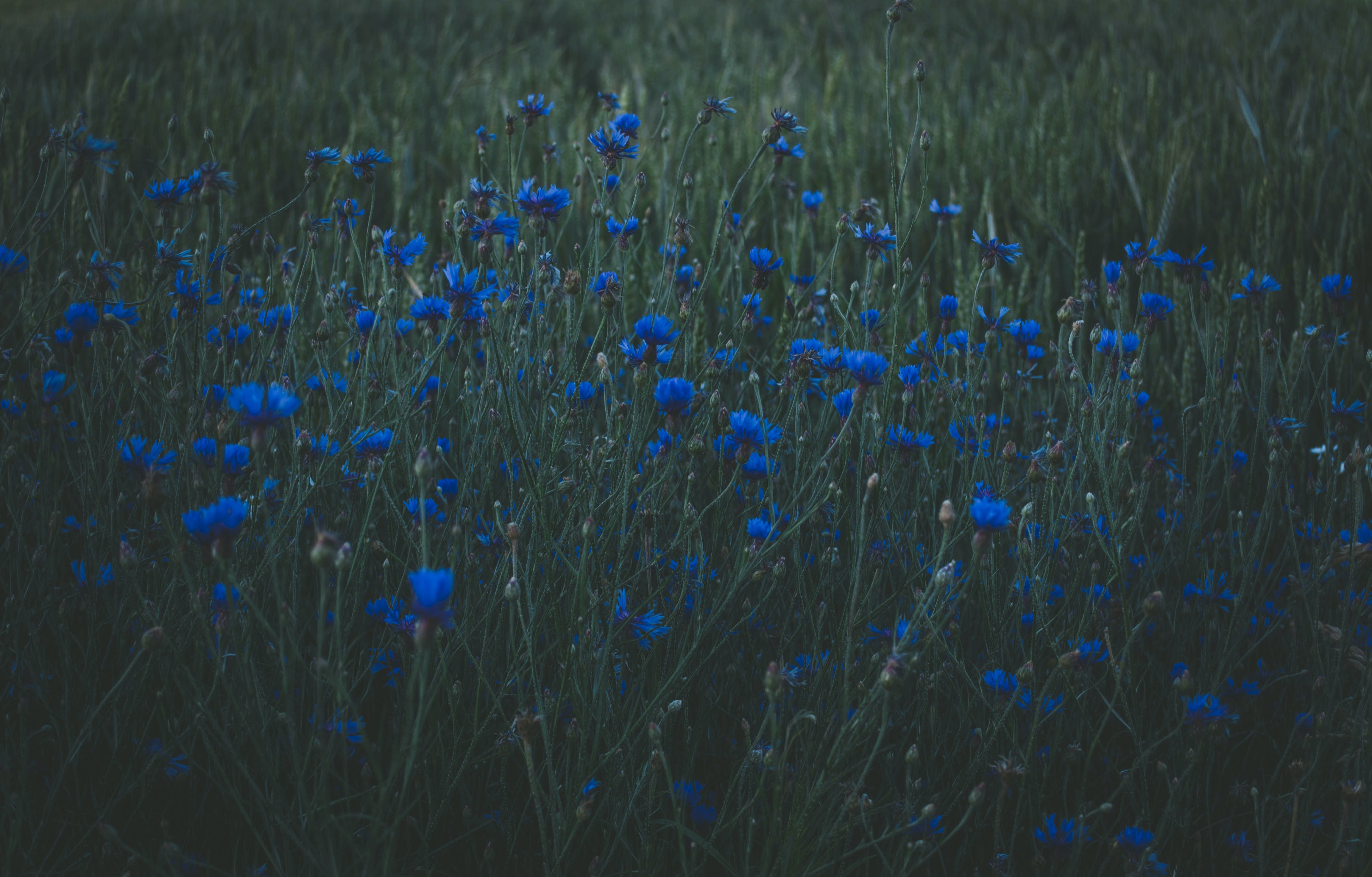 Blue Flowers Photo, Download Free Blue Flowers & HD Image