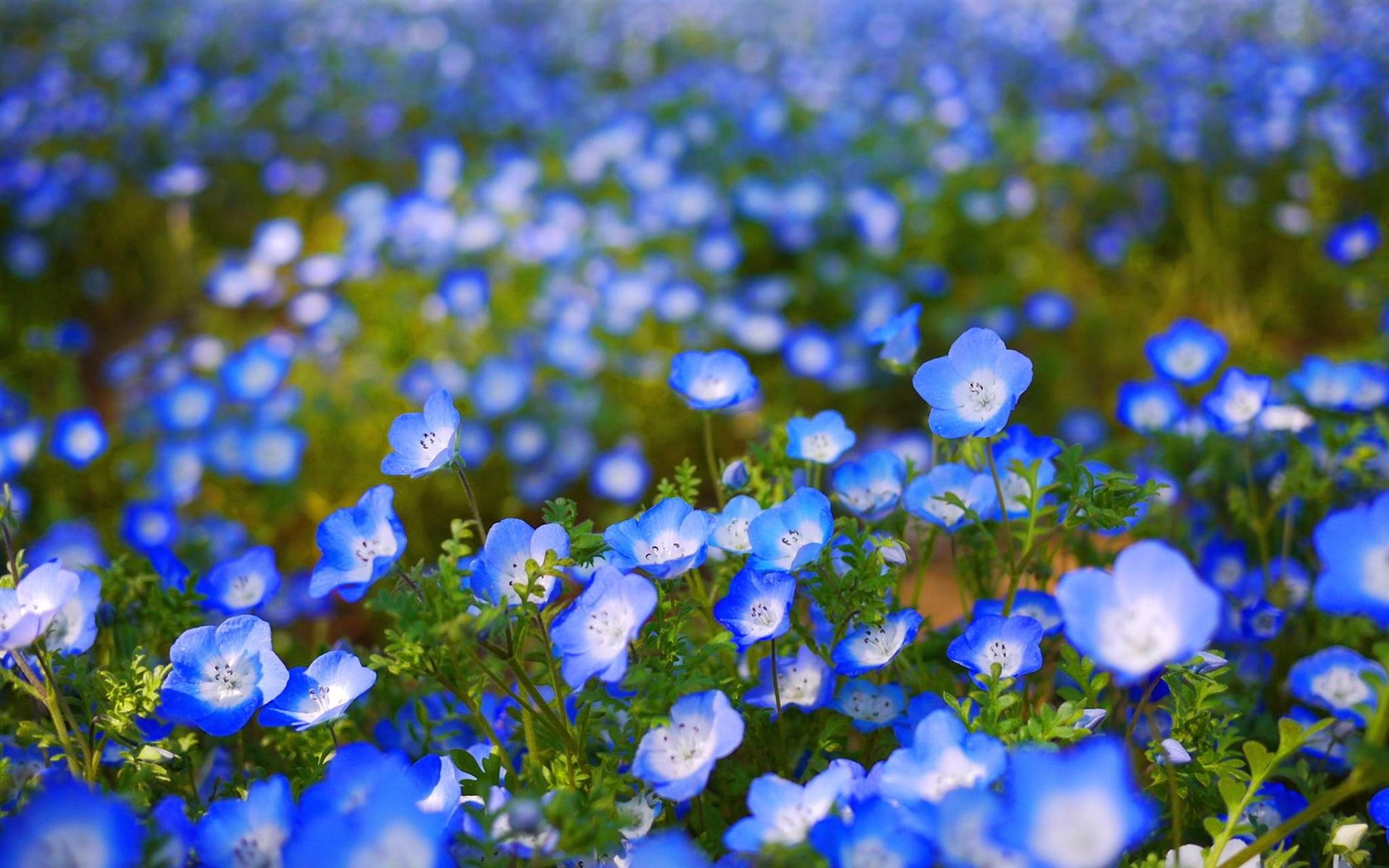 Blue Flowers Field Plants HD Wallpaper
