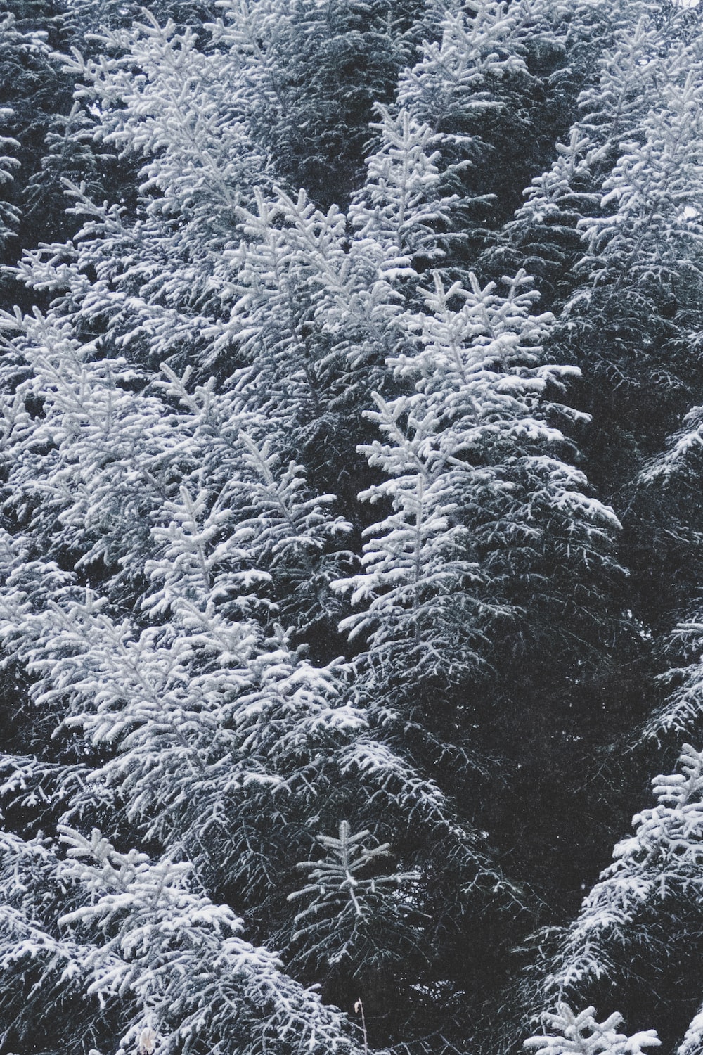 Winter Texture Picture. Download Free Image