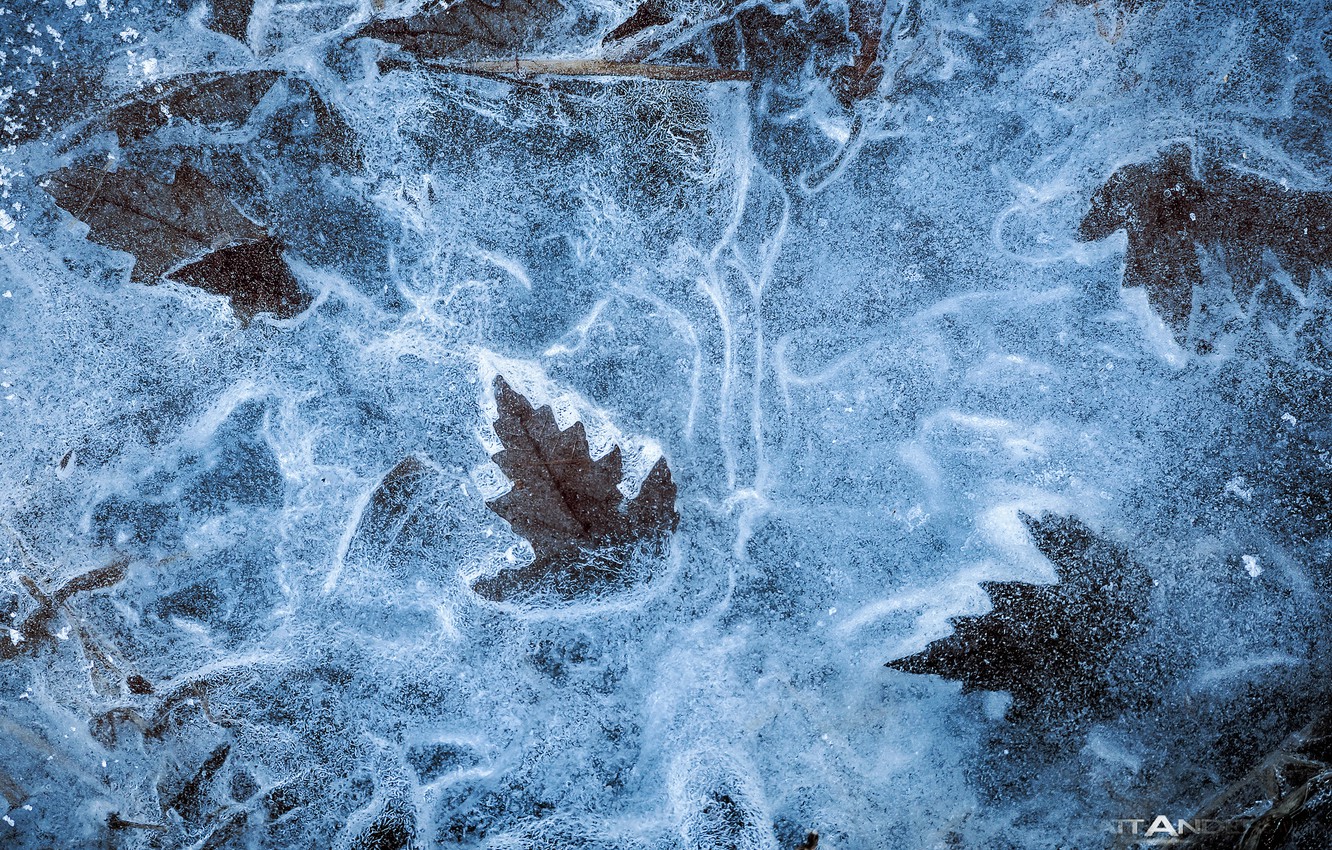 Wallpaper winter, autumn, macro, foliage, ice, texture, dry image for desktop, section текстуры