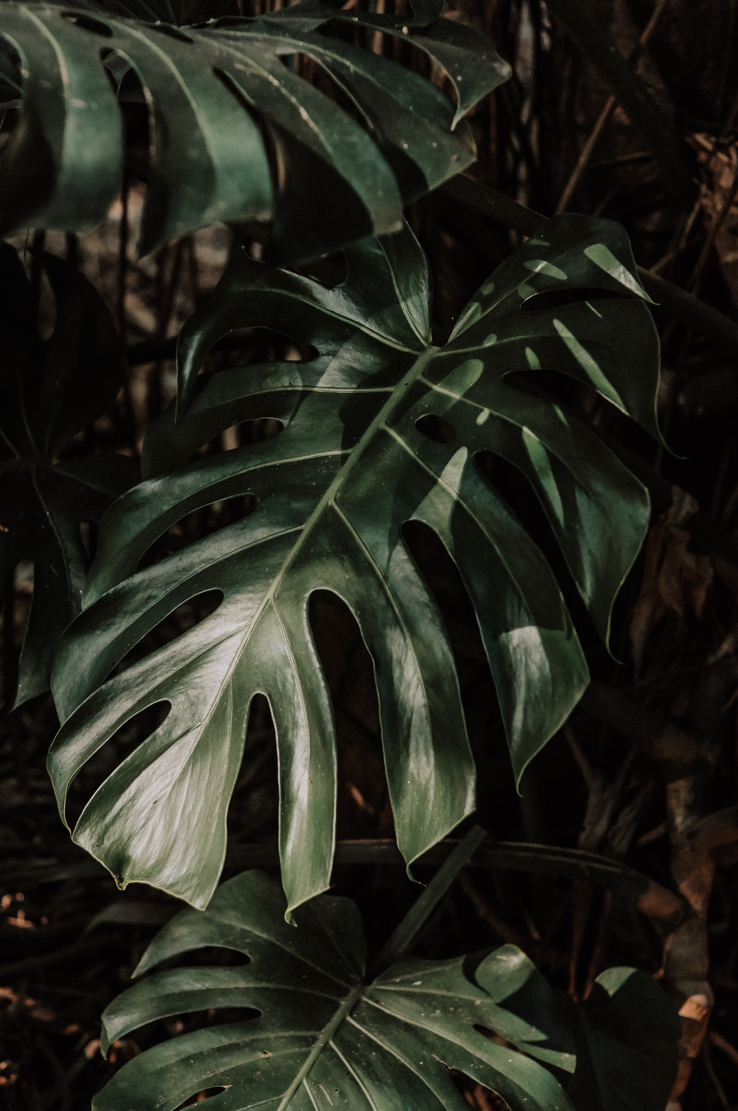 Monstera Leaf Wallpapers Wallpaper Cave