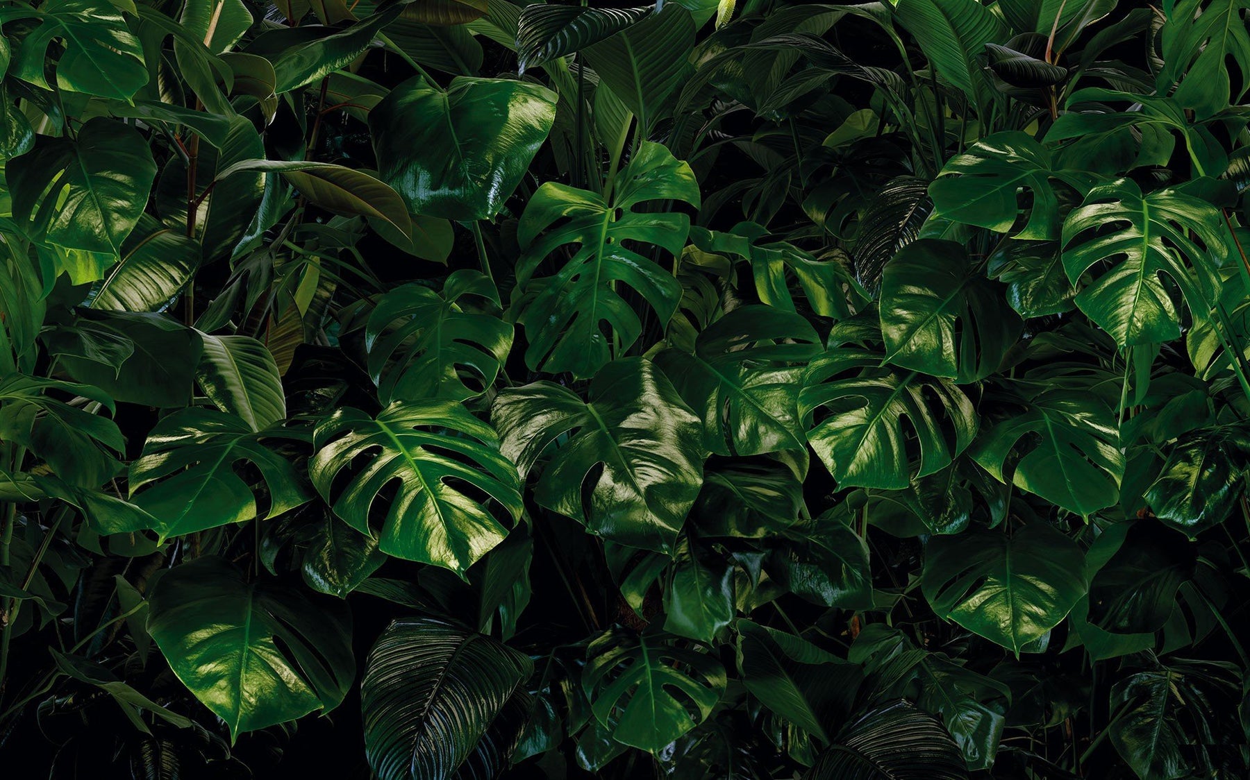 Monstera Leaf Wallpapers - Wallpaper Cave