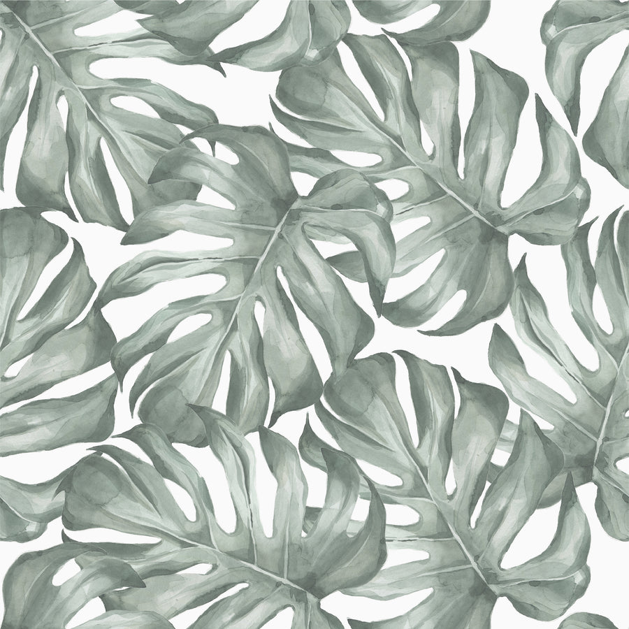 Monstera Leaf Wallpaper