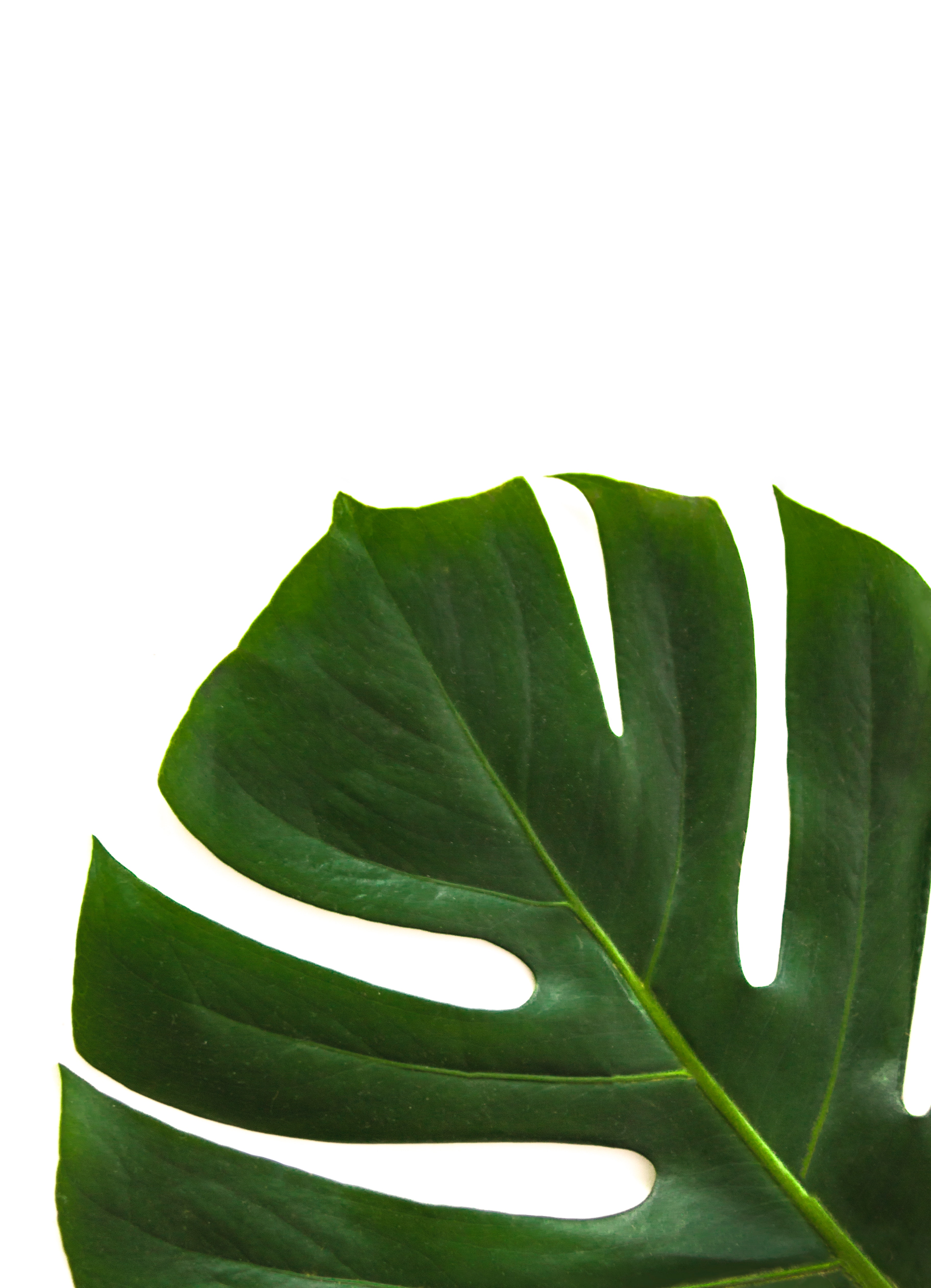 Monstera Leaf Wallpapers - Wallpaper Cave